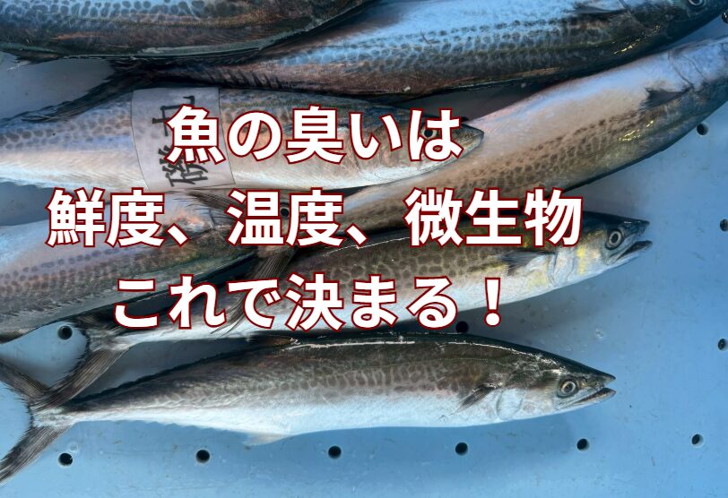魚の臭いは、「鮮度」というスタートラインから、「温度」というアクセルで加速され、「微生物」という犯人によって最終的に作り出されます。釣太郎