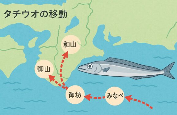 大阪湾で釣れたタチウオが、冬には和歌山~南紀に現れるケースは十分あり得ます。釣太郎