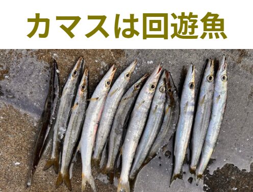 カマスはアジやサバ以上に「回遊魚」としての性質が非常に強い魚です。釣太郎