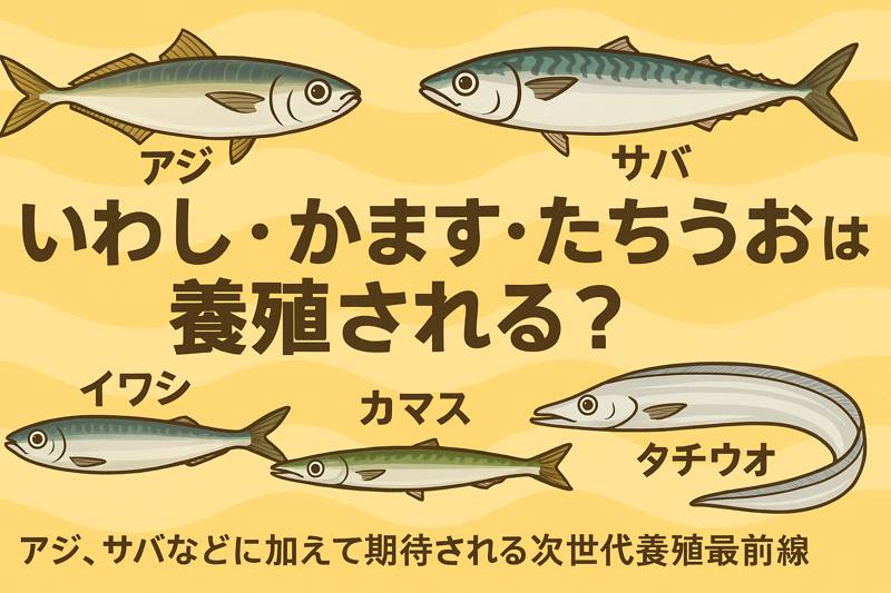 イワシ:現時点では養殖されていないが、特定種への研究が進行中。コストや飼料、環境の課題がある。釣太郎