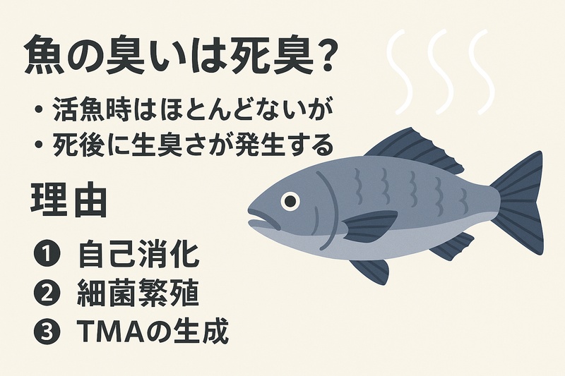 魚の臭いは死後に始まる化学変化によって発生し、死臭の一種といえます。 活魚が無臭なのは、代謝によって臭い成分の発生が抑えられている。釣太郎