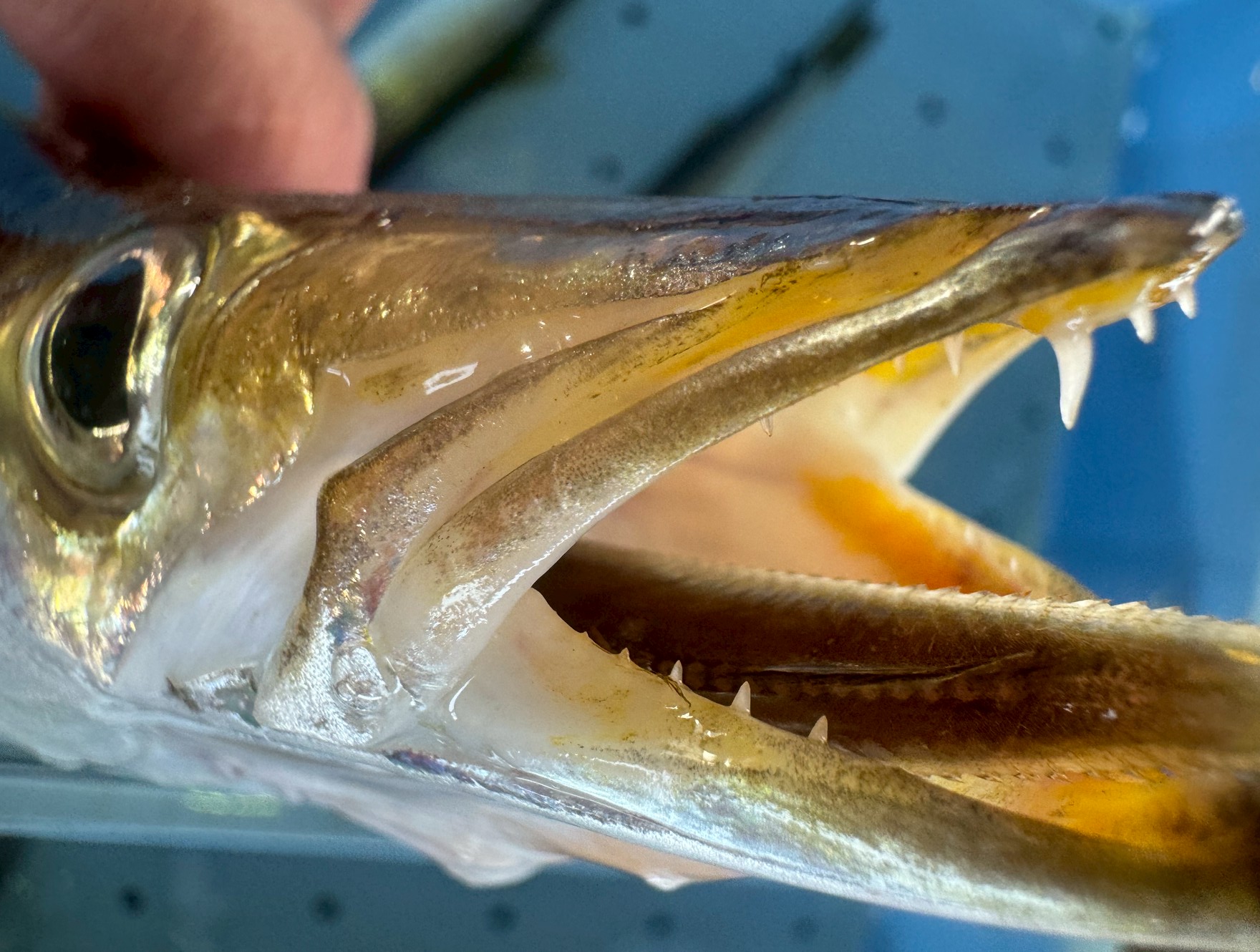 カマスは非常に成長が早く、数ヶ月で食べられるサイズにまで大きくなります。この成長の速さは、豊富な餌を効率よく捕食できる能力と、群れを形成する習性によるもの.釣太郎