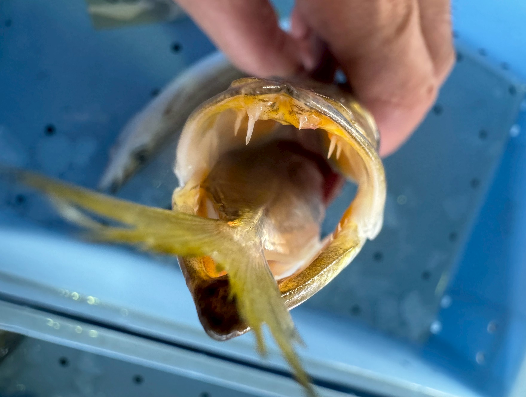 【南紀の秋はカマス釣り】アジを丸呑み!フィッシュイーター・カマスの魅力と釣り方完全ガイド。釣太郎