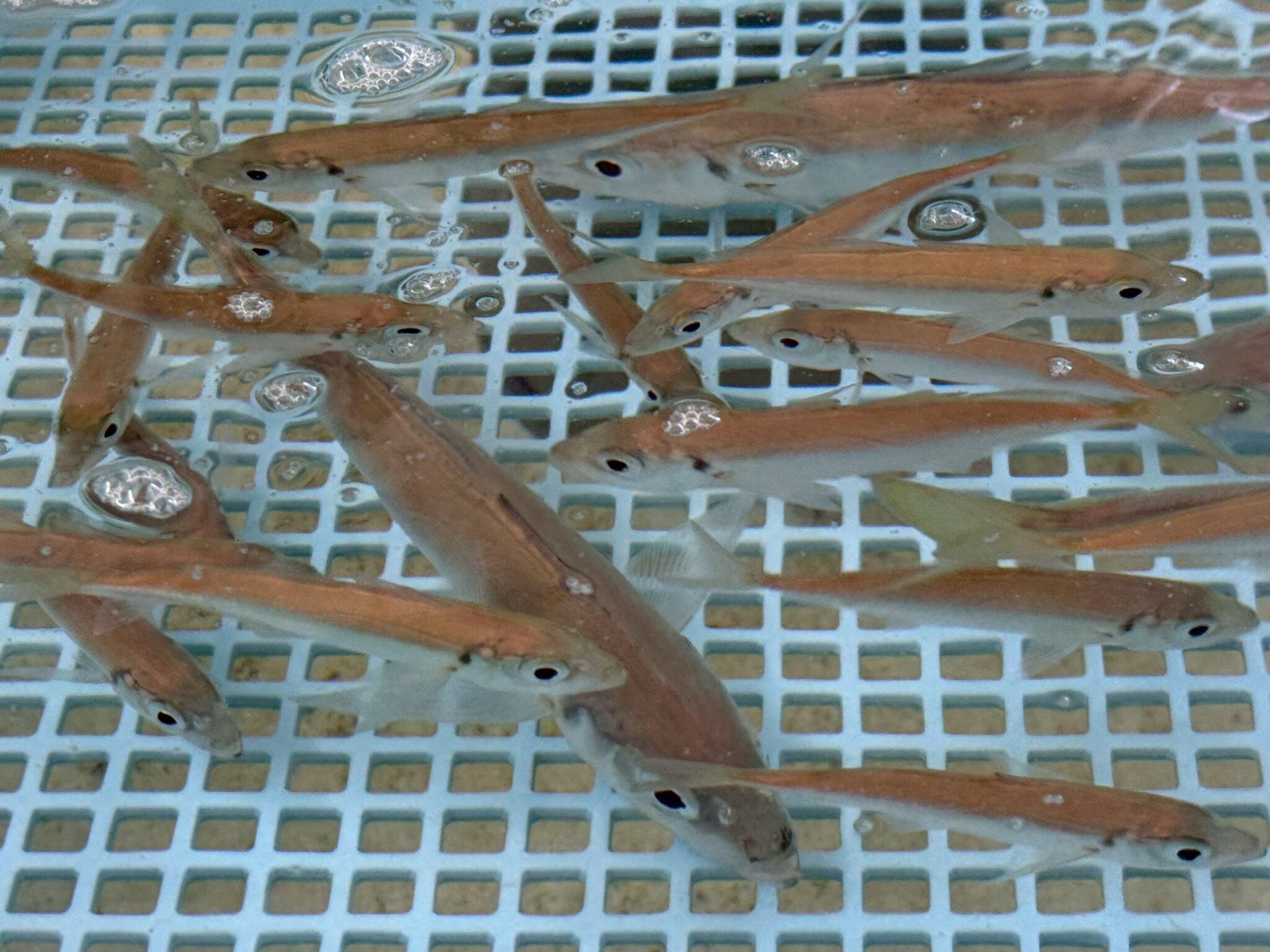 活アジ（アオリイカ釣用）明日午前９時までに入荷予定です。釣太郎