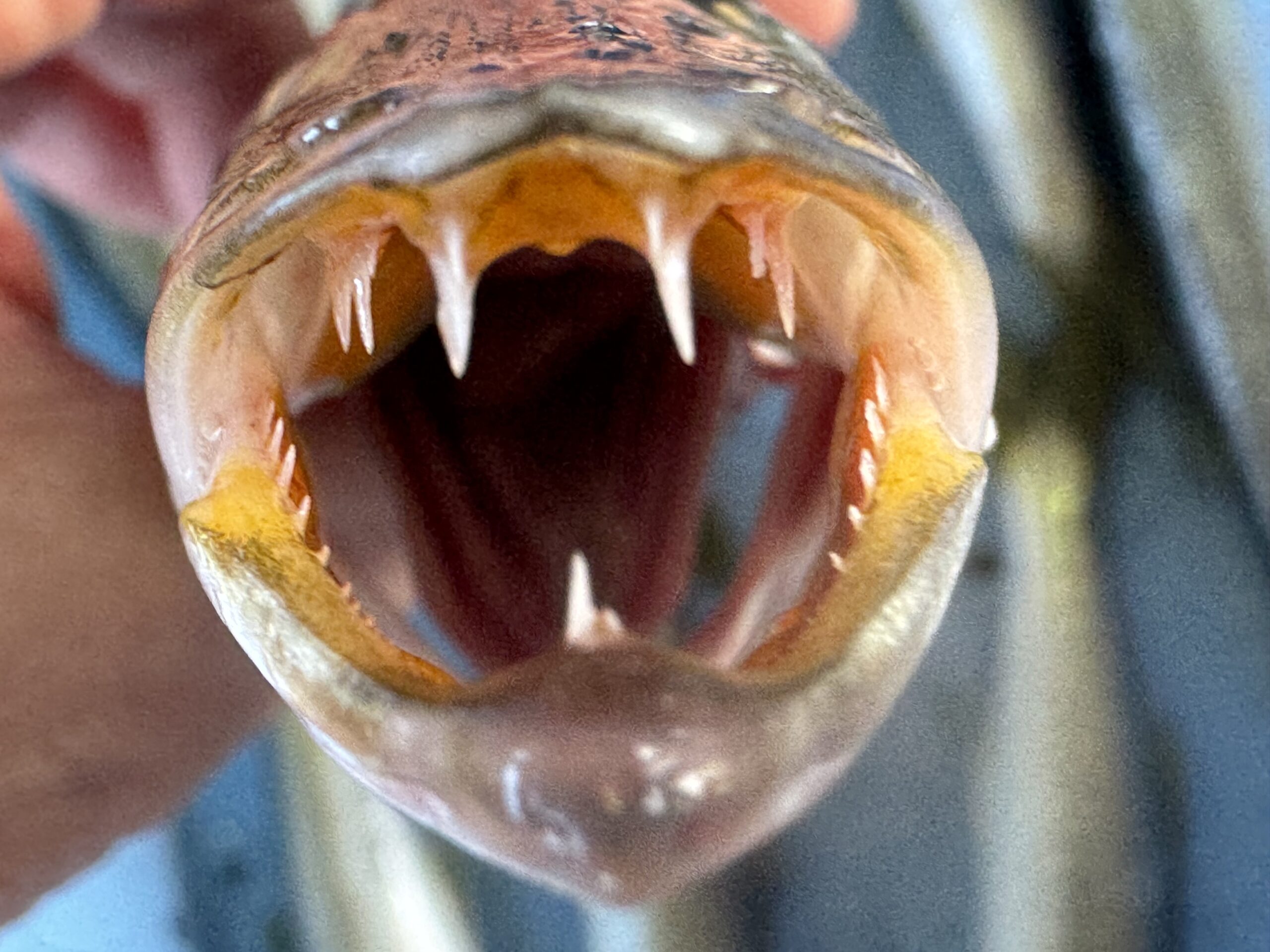 フィッシュイーター・カマスの鋭い歯。釣太郎