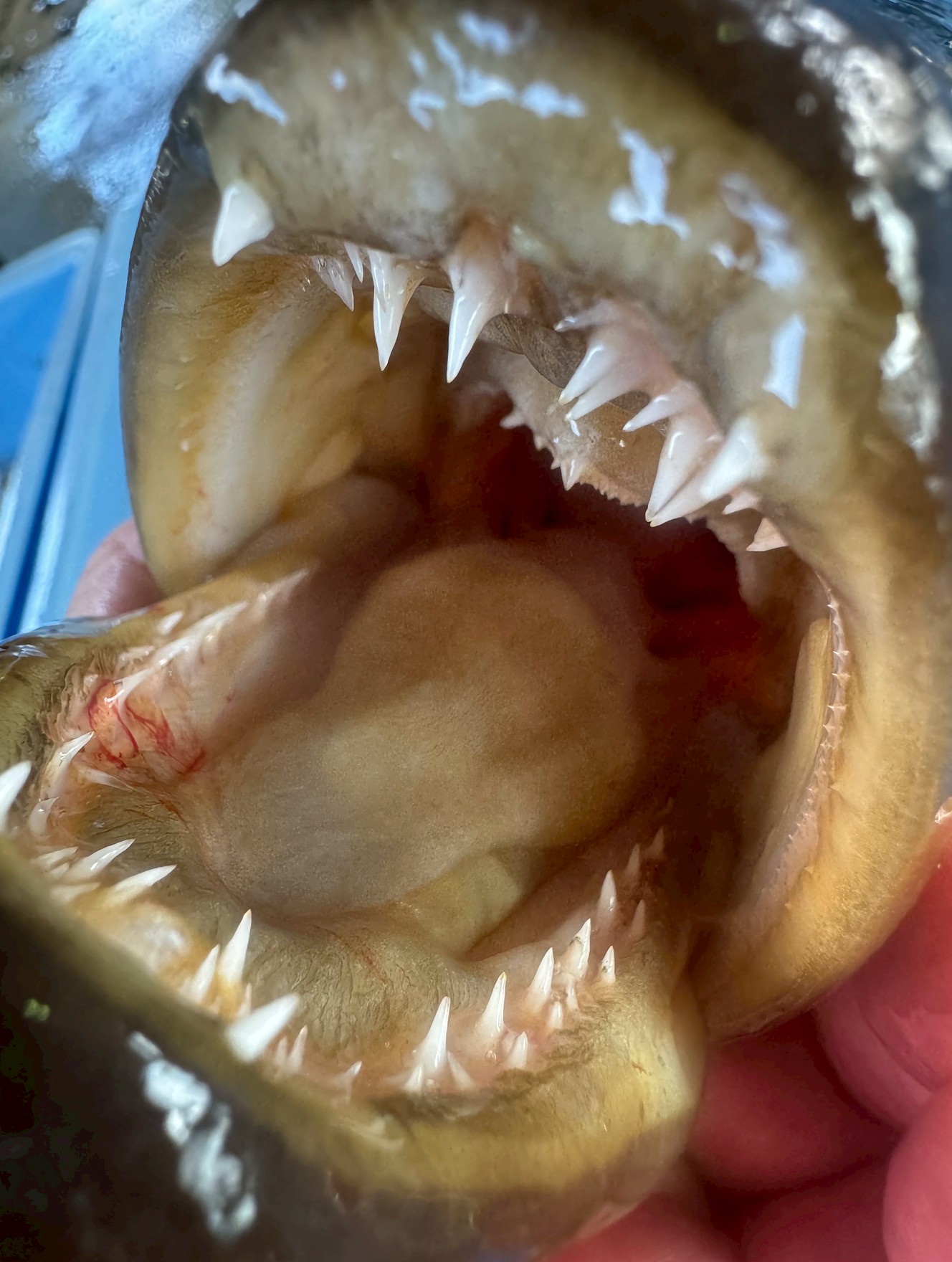 クエの口元に宿るフィッシュイーターの迫力。獲物を丸呑みにするため、口が大きく、歯は獲物を逃さないよう内向きに生えている。釣太郎