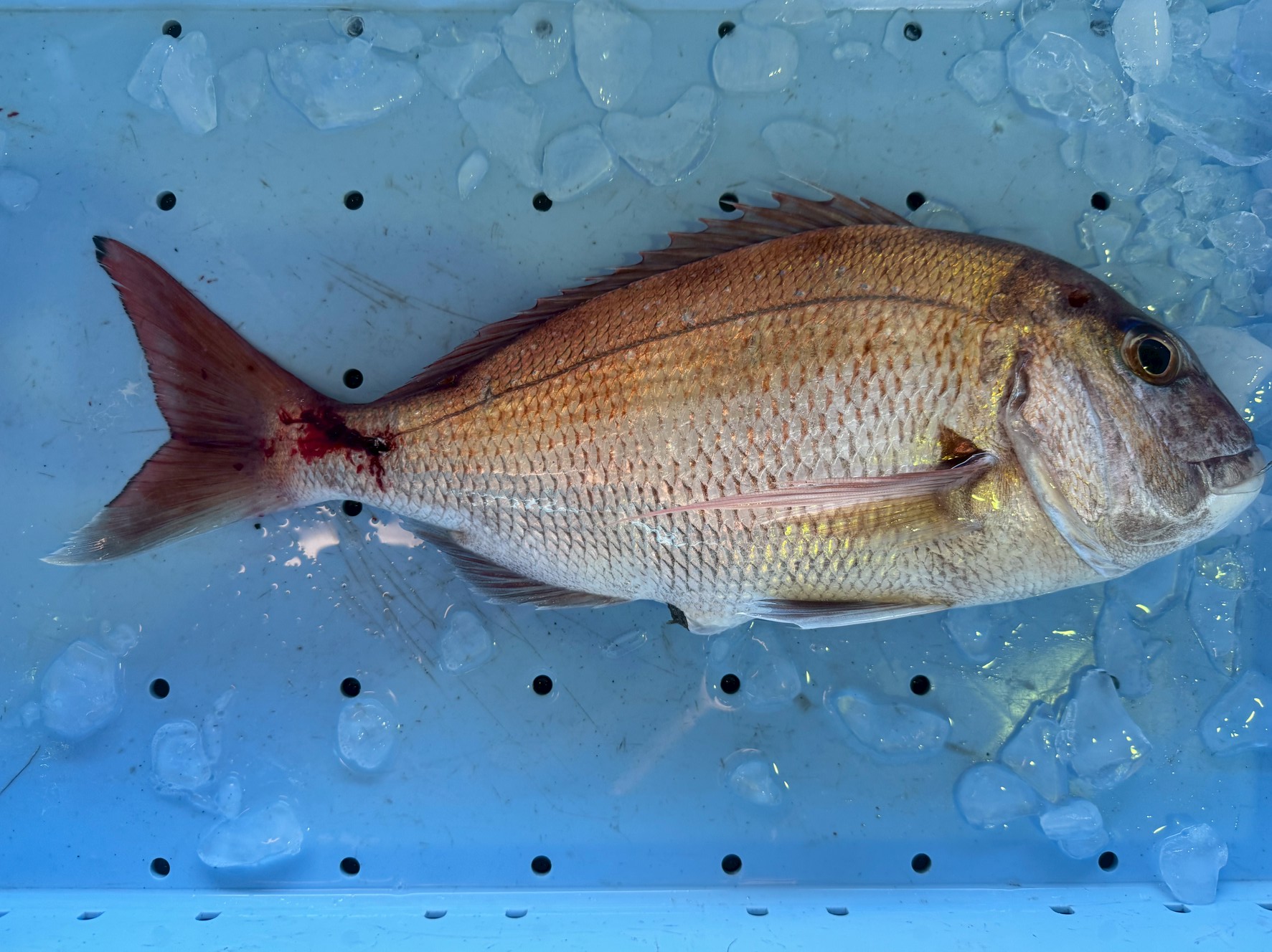 魚の臭いの「臭い」の犯人は血液！酸化と細菌が引き起こす化学反応。血抜きは有効。釣太郎