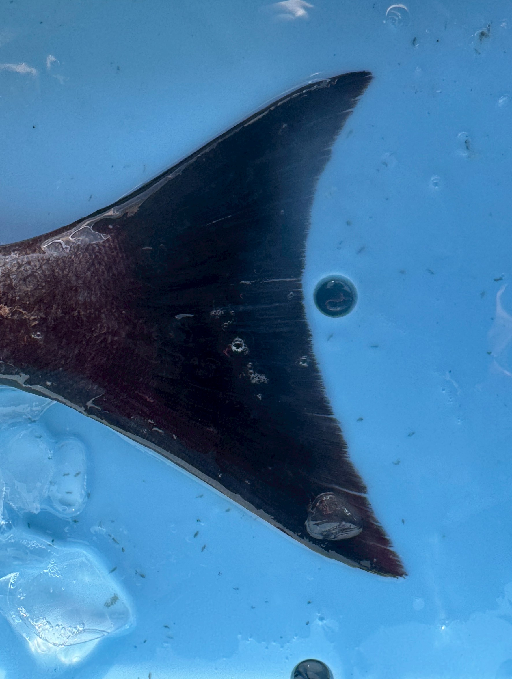 天然魚の尾鰭先端は広い海を泳ぐため尖っているが、養殖魚は狭い中を泳ぐため先端真丸みを帯びる。釣太郎