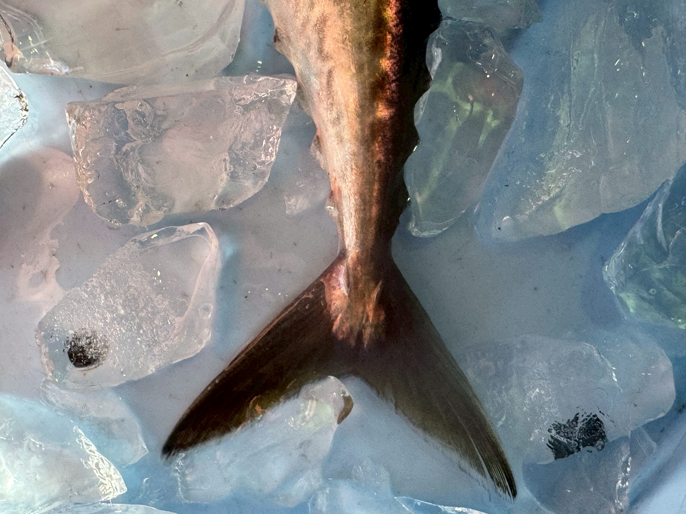 サバは回遊魚なのに尾びれが小さいのはなぜ？｜泳ぎ方と進化の秘密。釣太郎