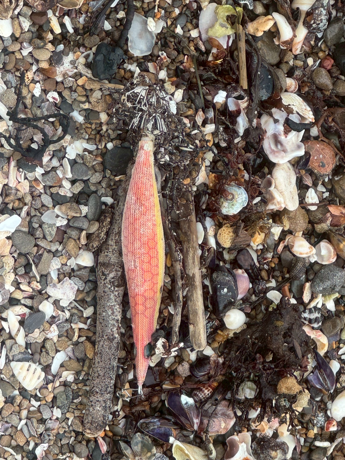 波に運ばれたエギの物語|海辺にたどり着いた冒険者。釣太郎