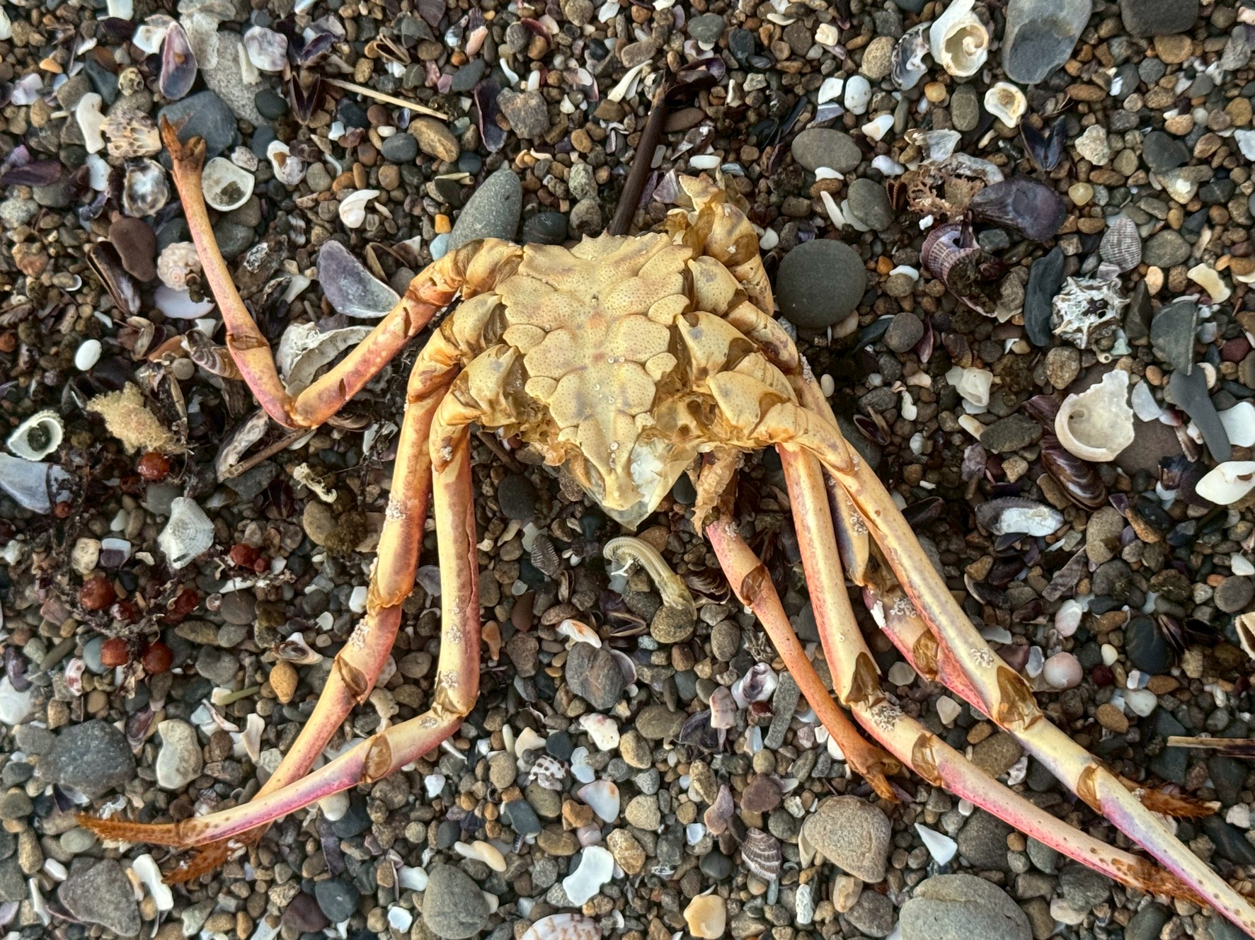 【海岸に打ち上げられたカニの死骸】その原因と海のメッセージとは?釣太郎