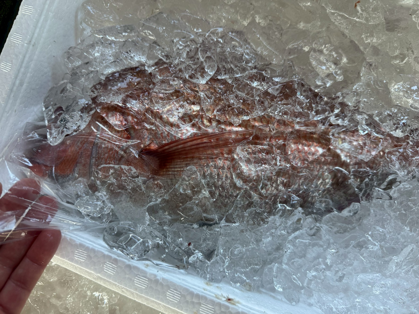 多くの人が「氷をたっぷり入れたクーラーボックスに魚を直接入れる」ことを当然のように行っていますが、実はこの方法には鮮度を損なうリスクが潜んでいます。釣太郎