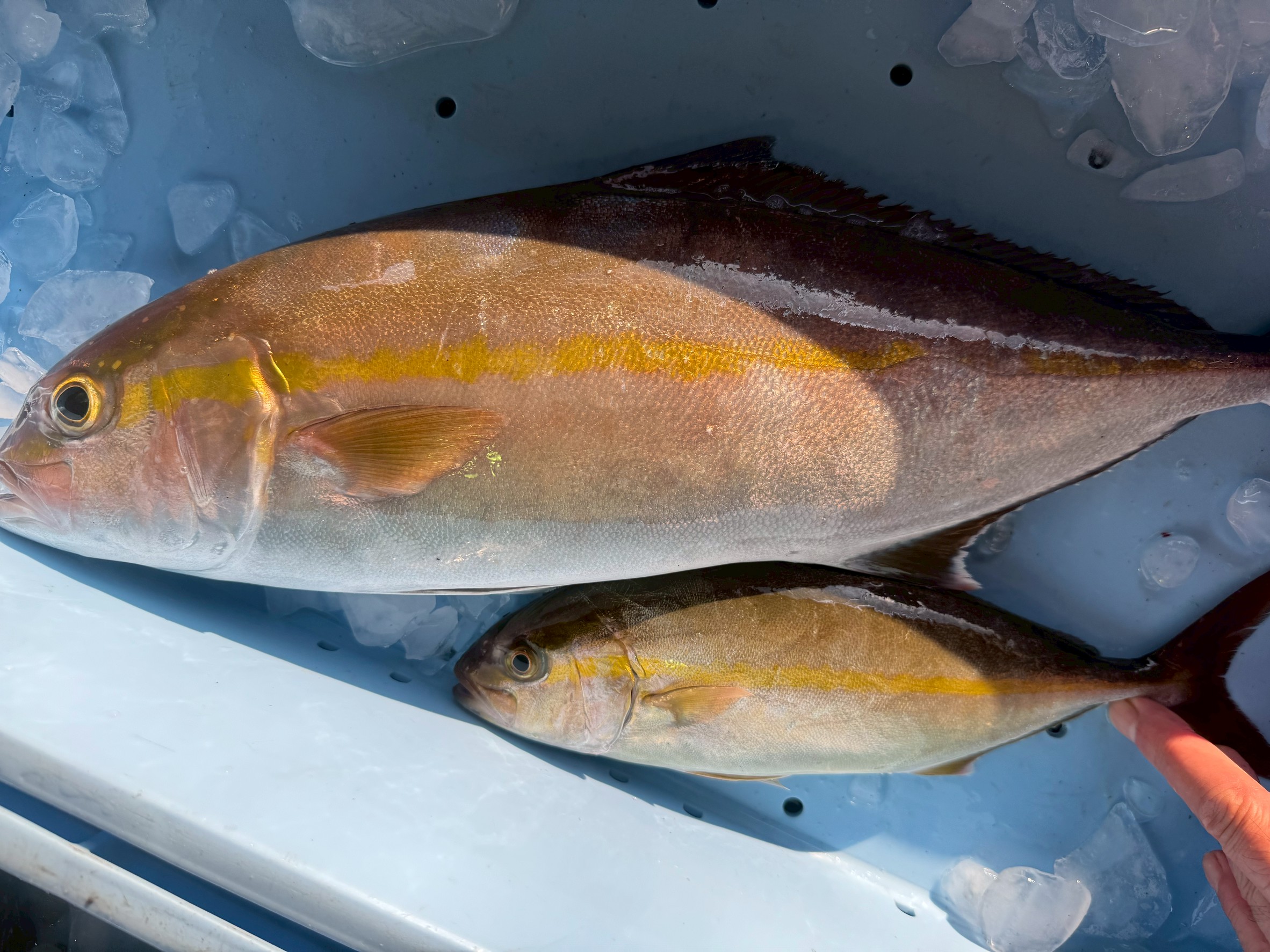カンパチの成長速度とブリとの違いを徹底解説｜釣り人必見の生態と食味。釣太郎