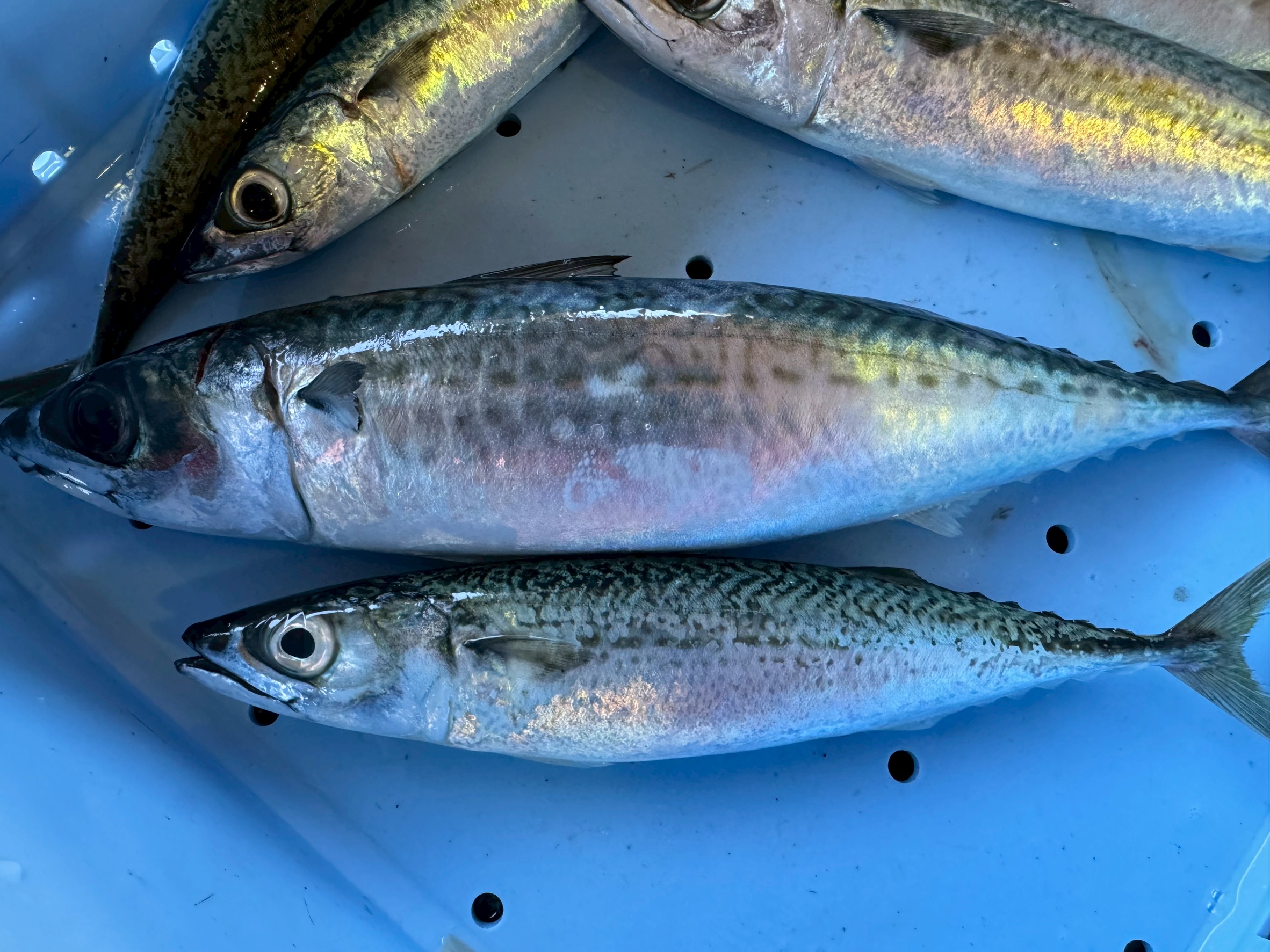 サバの成長速度は驚異的!釣り人が知っておきたい成長スピードと特徴。釣太郎