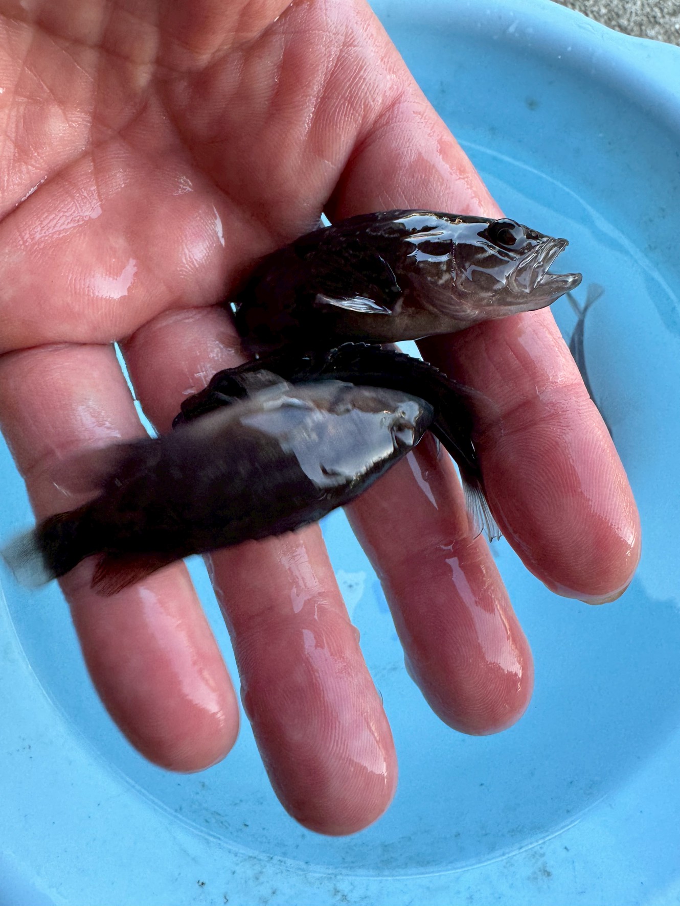 稚魚放流は魚種ごとに生存率が大きく異なる。クエやヒラメは放流の恩恵が大きく、マダイやガシラも効果がある。釣太郎