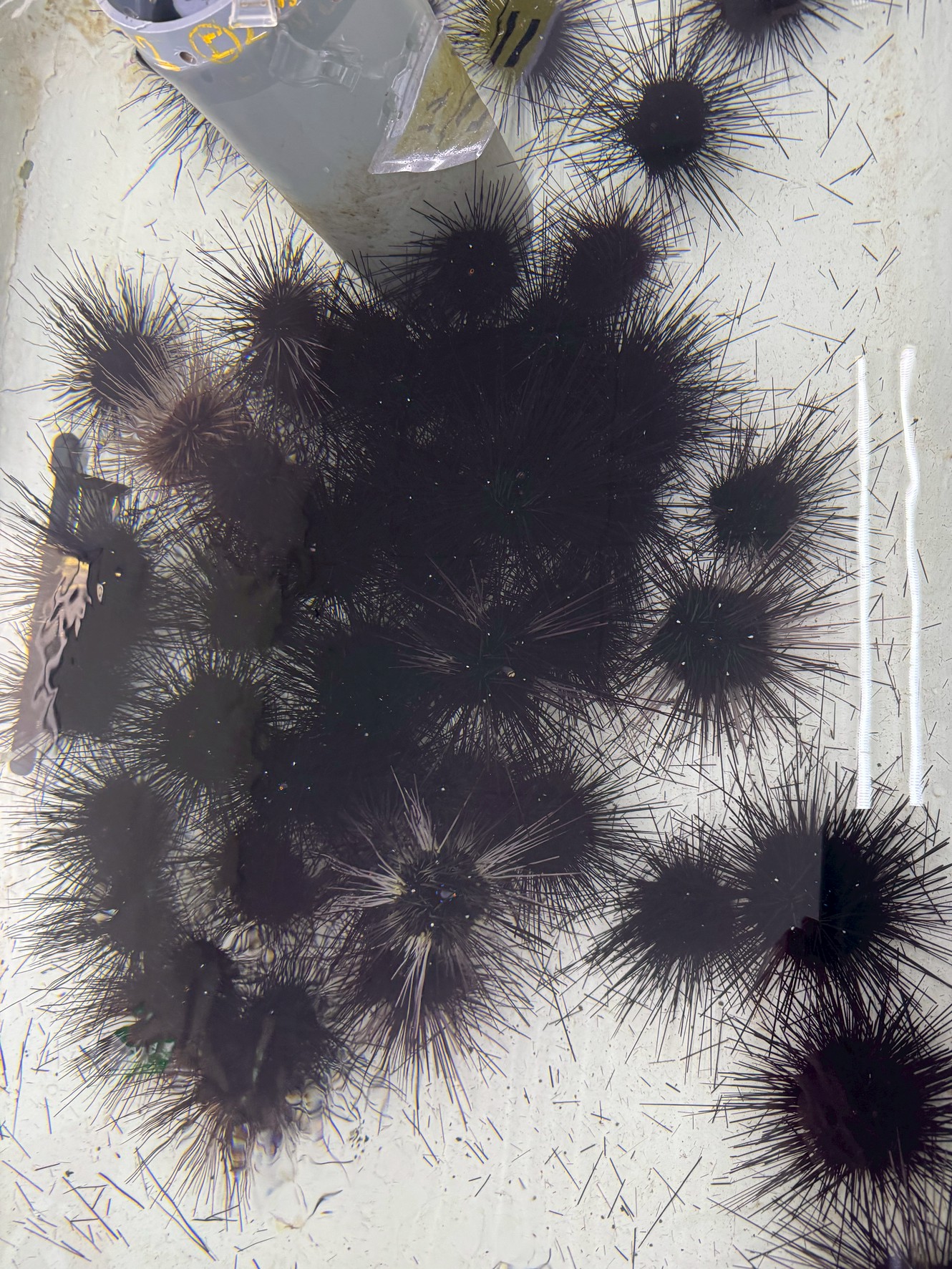 釣太郎白浜店、ウニ入荷しました！石鯛釣りエサ。