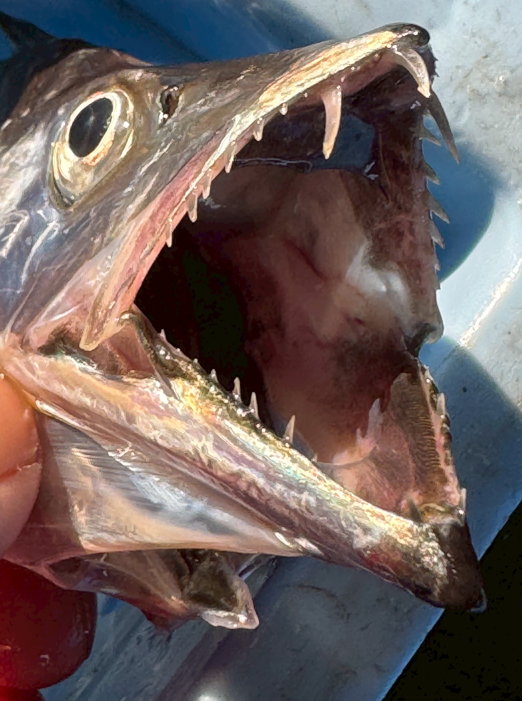 【タチウオの歯が痛々しいほど鋭い理由】フィッシュイーターの王者、その驚異の捕食力とは？釣太郎