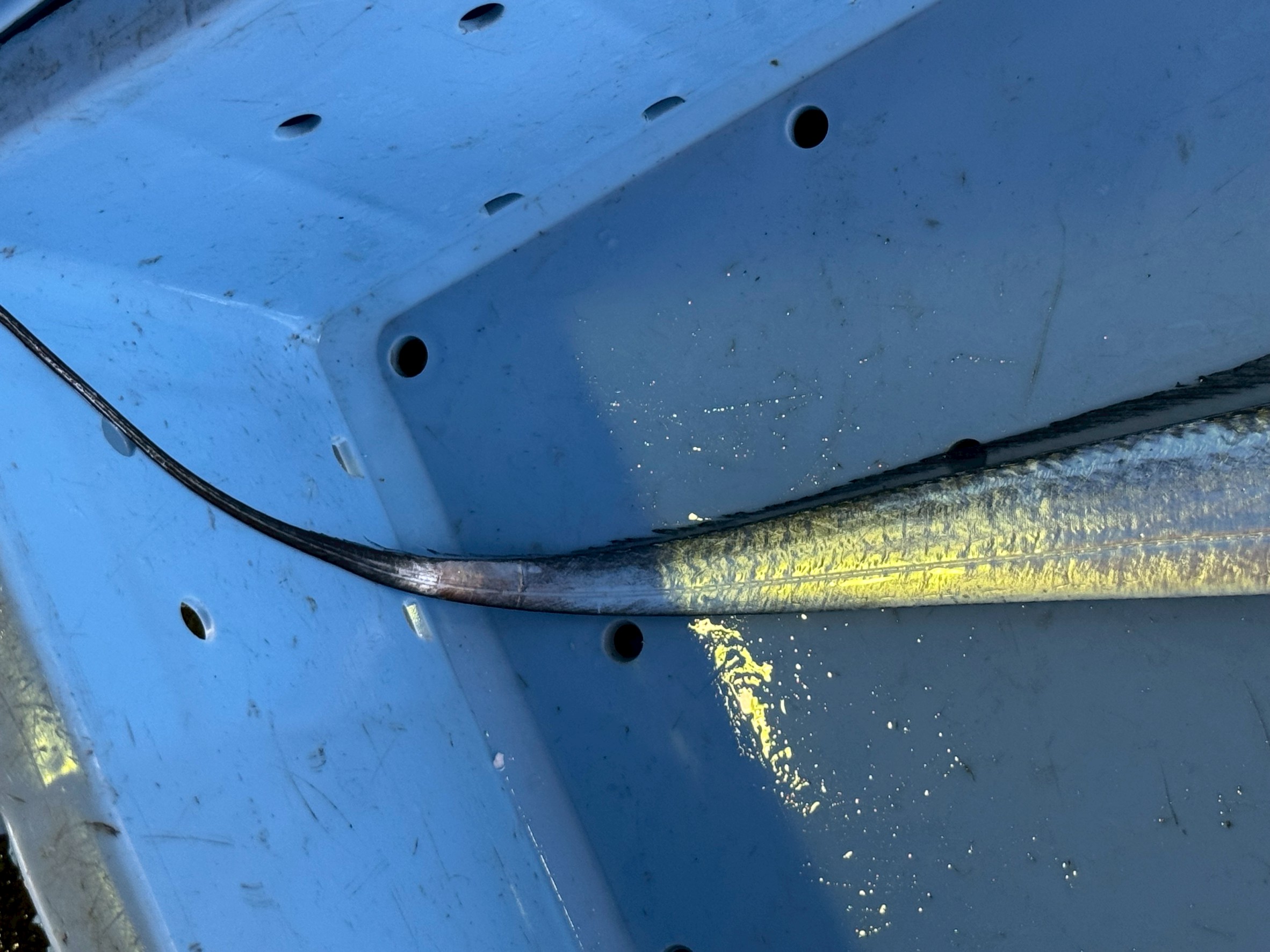 太刀魚には尾鰭がない？泳ぎにくいのでは？その理由を徹底解説。釣太郎