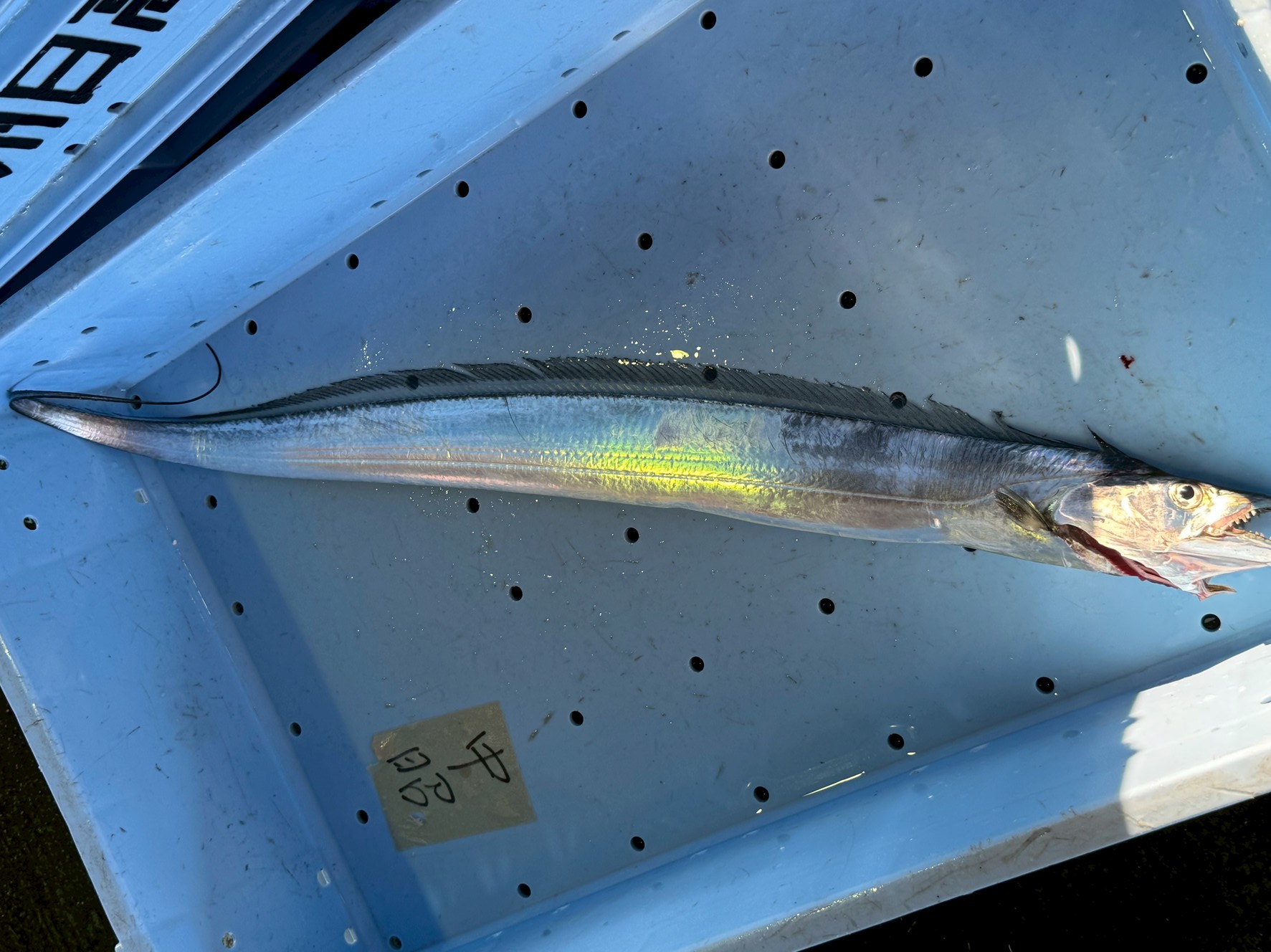 太刀魚はなぜ銀色で独特な形をしている？尾鰭がなく歯が鋭い理由を徹底解説！釣太郎