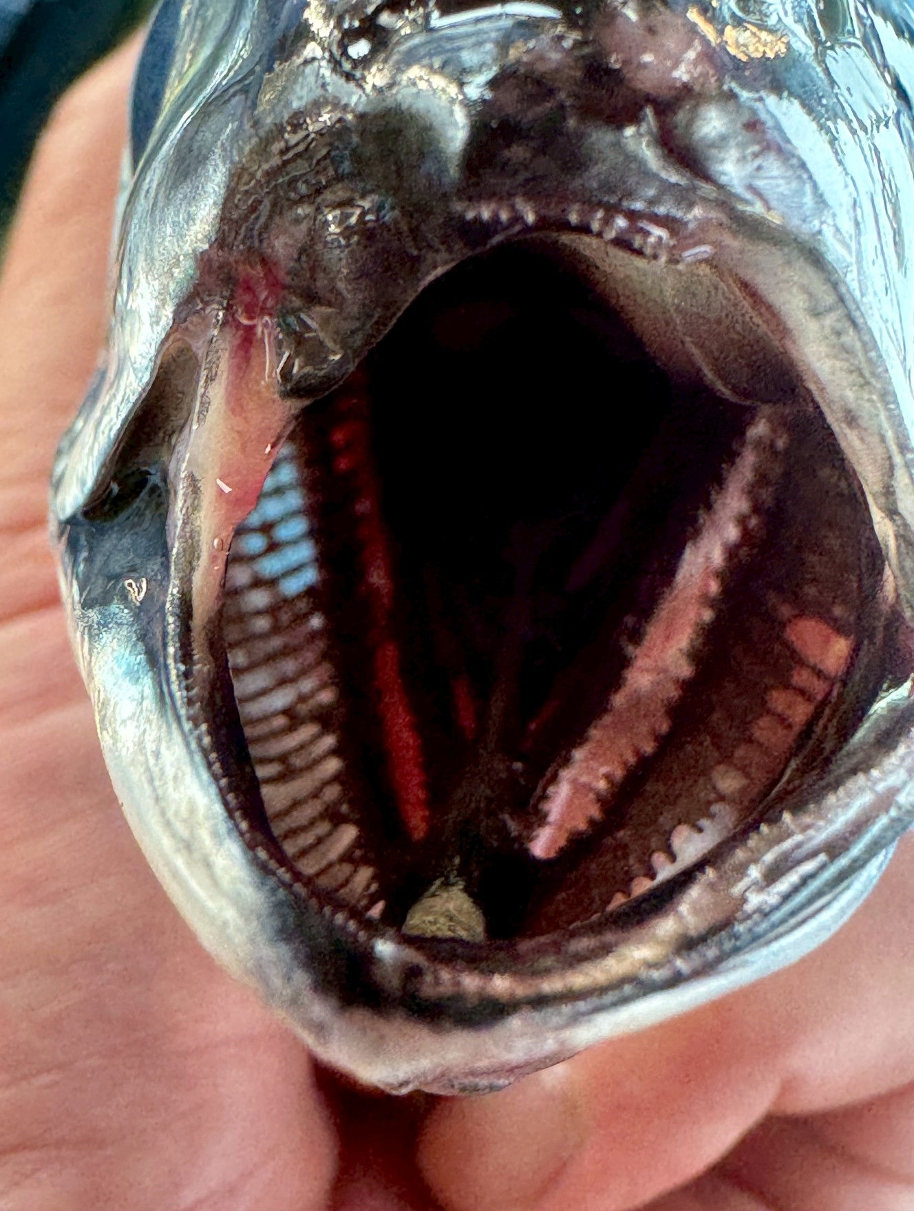 サバの口の中には「鰓耙（さいは）」というフィッシュイーター（肉食魚）特有の櫛状のフィルターがある。釣太郎