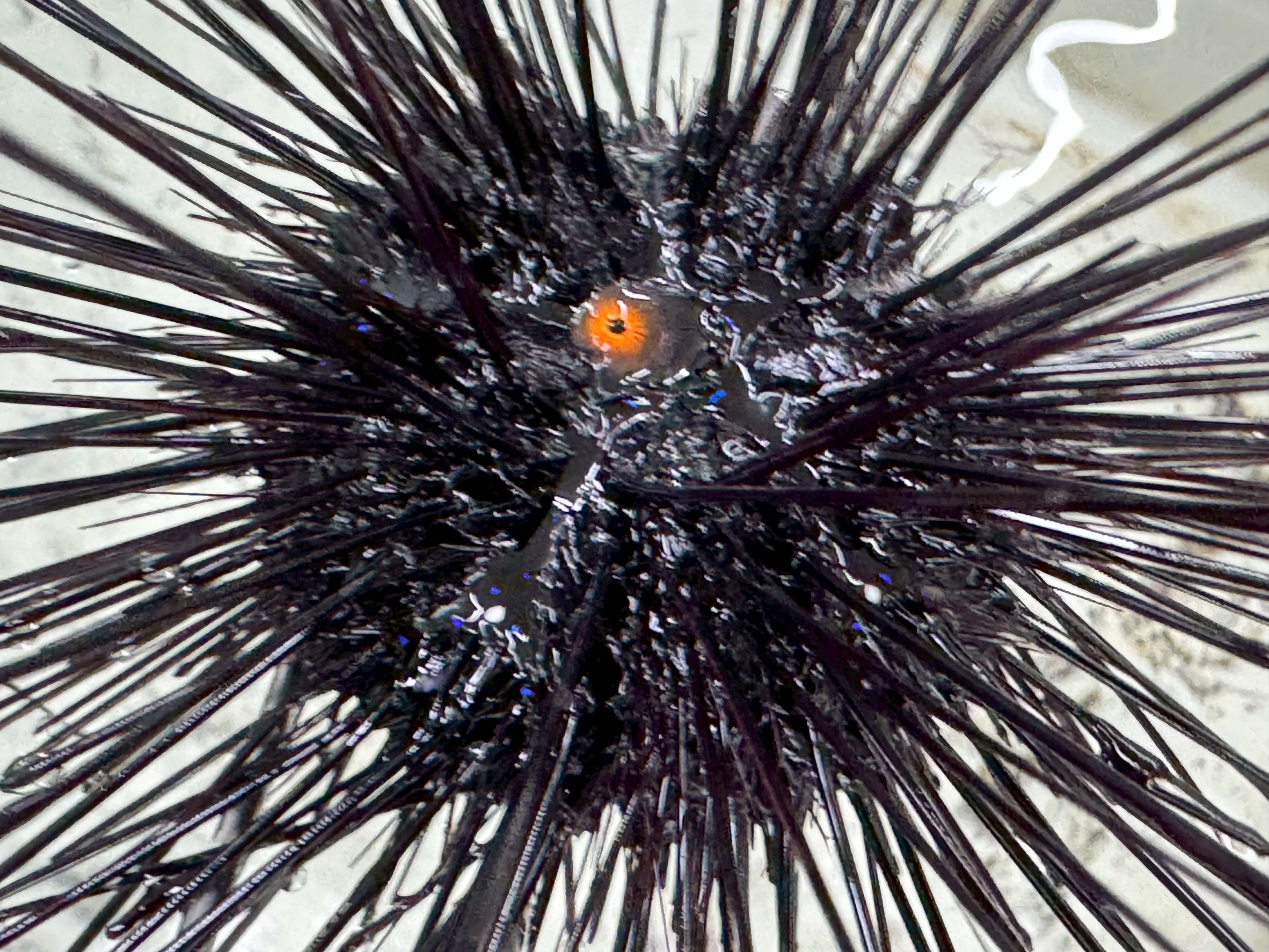 石鯛（イシダイ）釣り初心者向け。小粒ウニがエサとして食い込みが良い理由。そこ物魚釣り入門。釣太郎