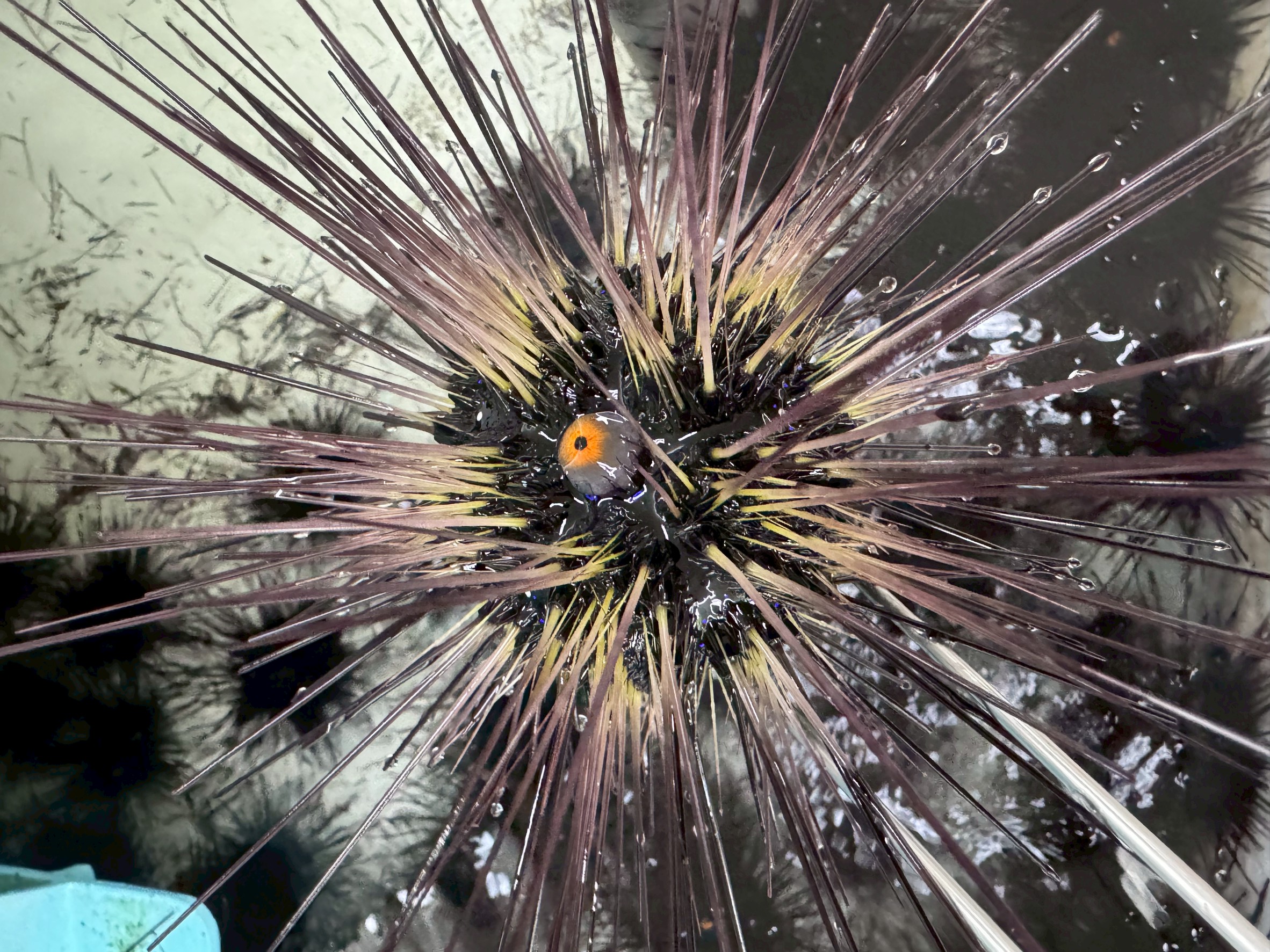 「ウニに目はある？ない？──“トゲで見る”不思議な視覚のしくみ」釣太郎