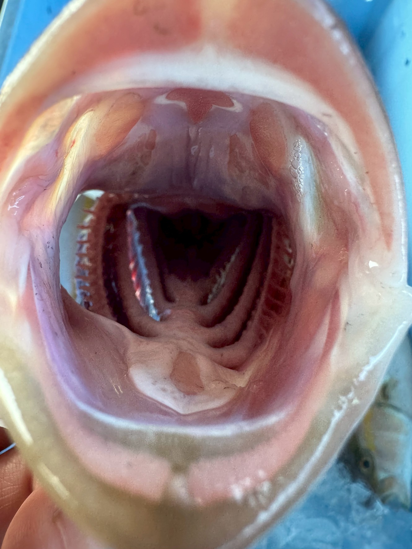 カンパチの口の中を大解剖!知られざる生態と鮮度の秘密.釣太郎