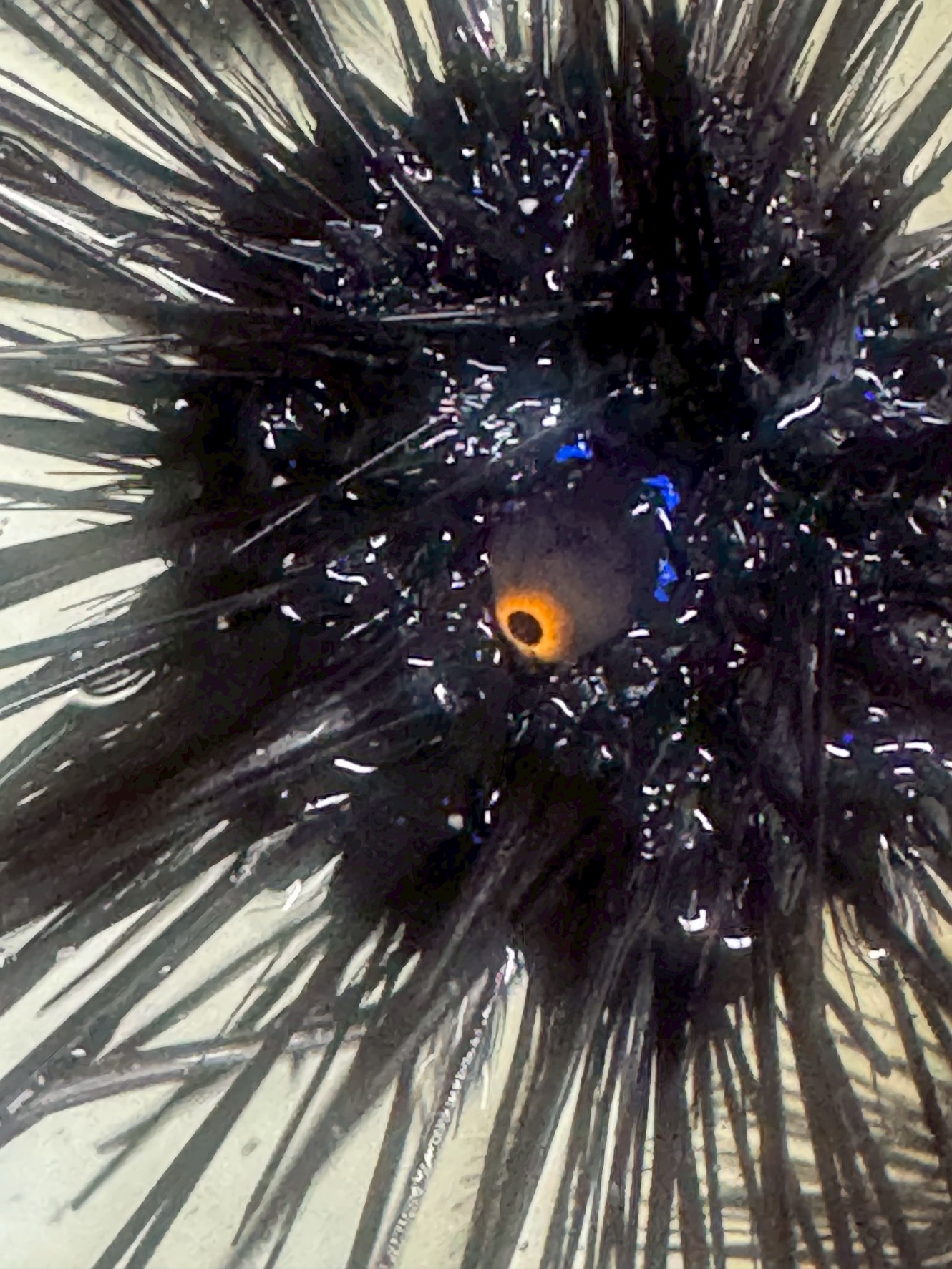 ウニの真ん中にあるのは目ではなく“口”です。 その口は「アリストテレスのランタン」と呼ばれる複雑な咀嚼器官で、海藻などを削り取って食べるための“歯”が5本も備わっている。釣太郎