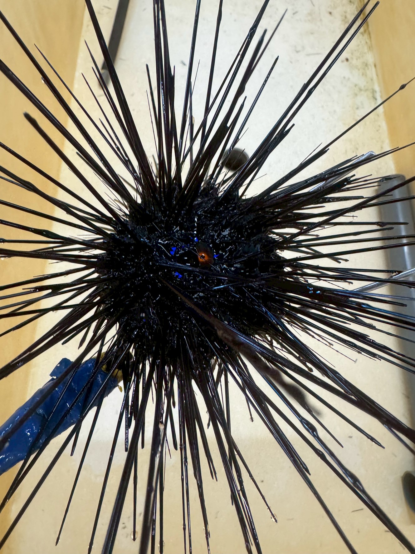 ウニの寿命を全うできる確率は？トゲで防御力抜群でも自然界で生き抜くのはわずか数％。釣太郎