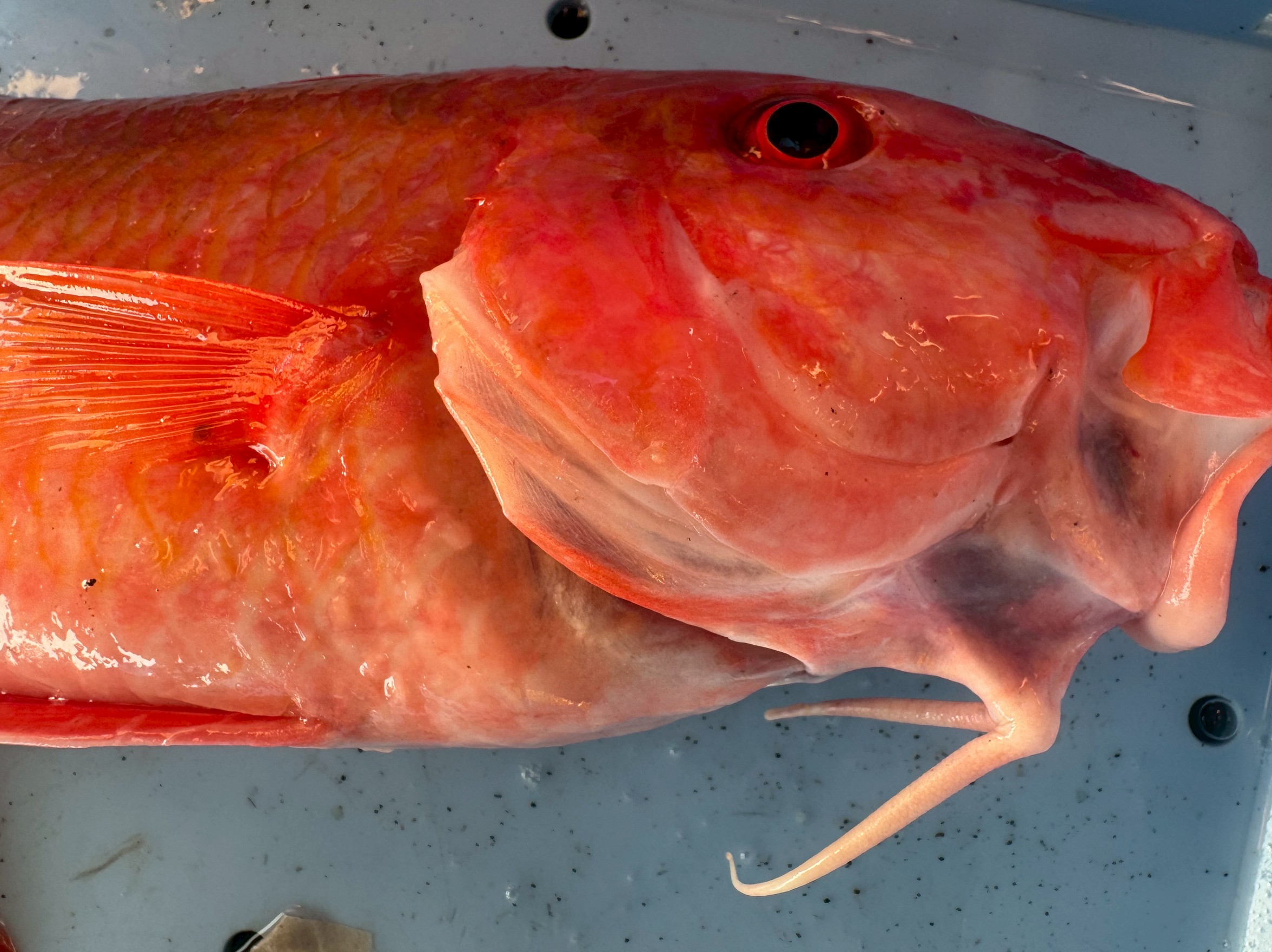 オジサン（メンドリ）の口ひげは、砂底の獲物を探知する高感度センサー。釣太郎