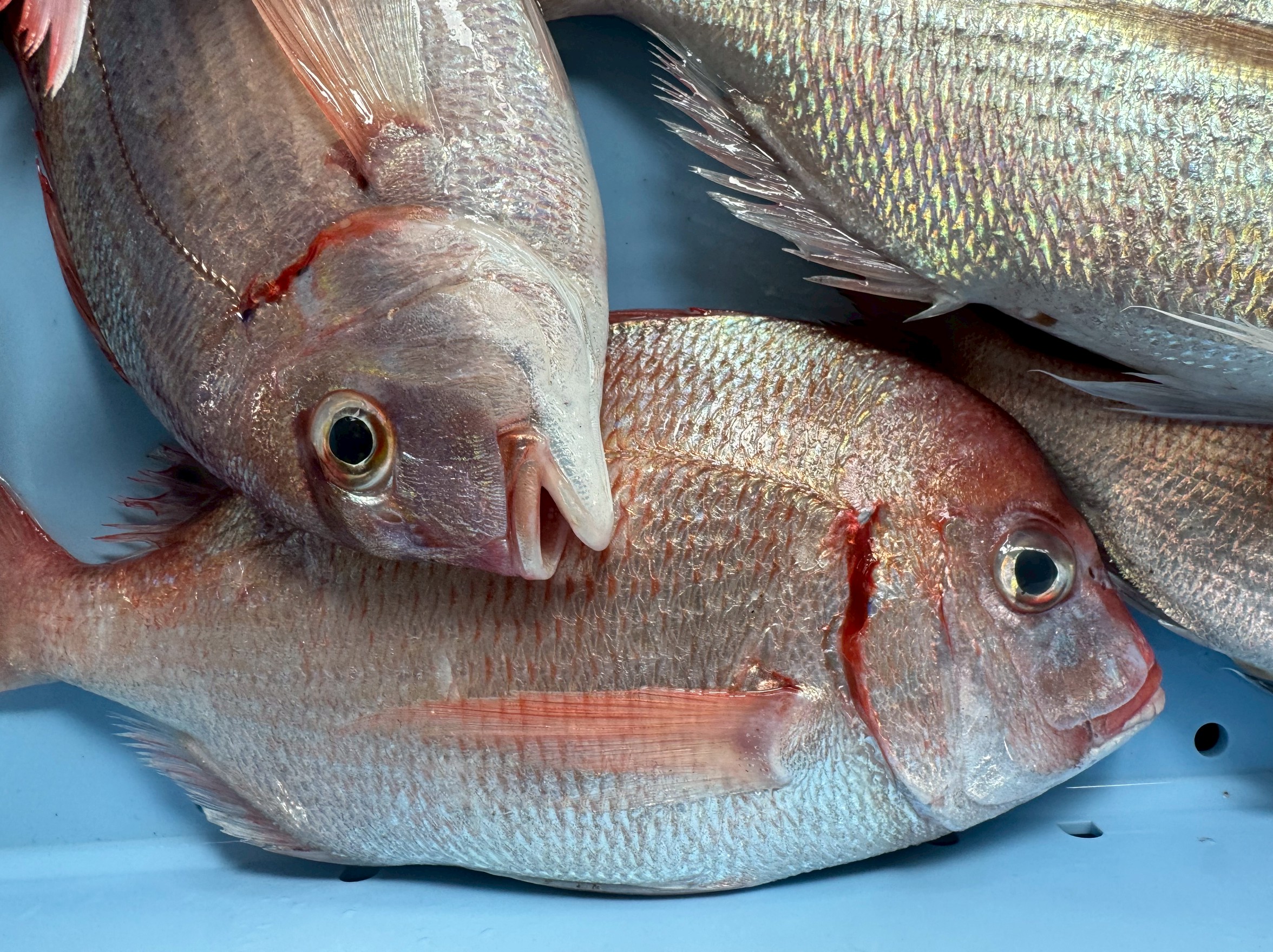 チダイの特徴はチダイ：エラぶたの内側が真っ赤。血がにじんだように鮮烈。釣太郎