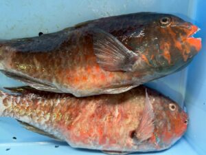 イガミ（ブダイ）赤系と青系の違い｜青みが強い個体ほど身が硬くなる科学的理由.釣太郎