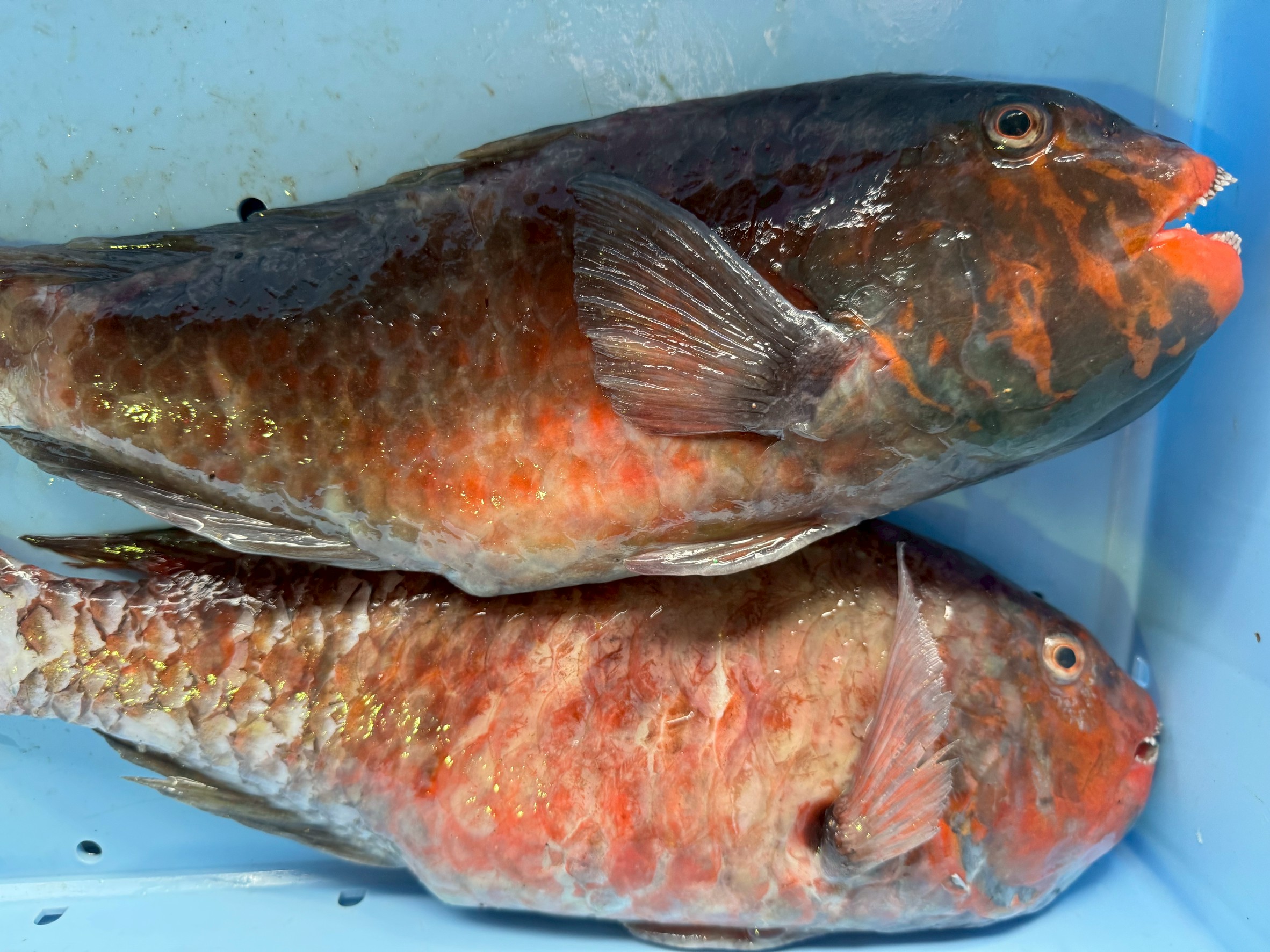 イガミ（ブダイ）赤系と青系の違い｜青みが強い個体ほど身が硬くなる科学的理由.釣太郎