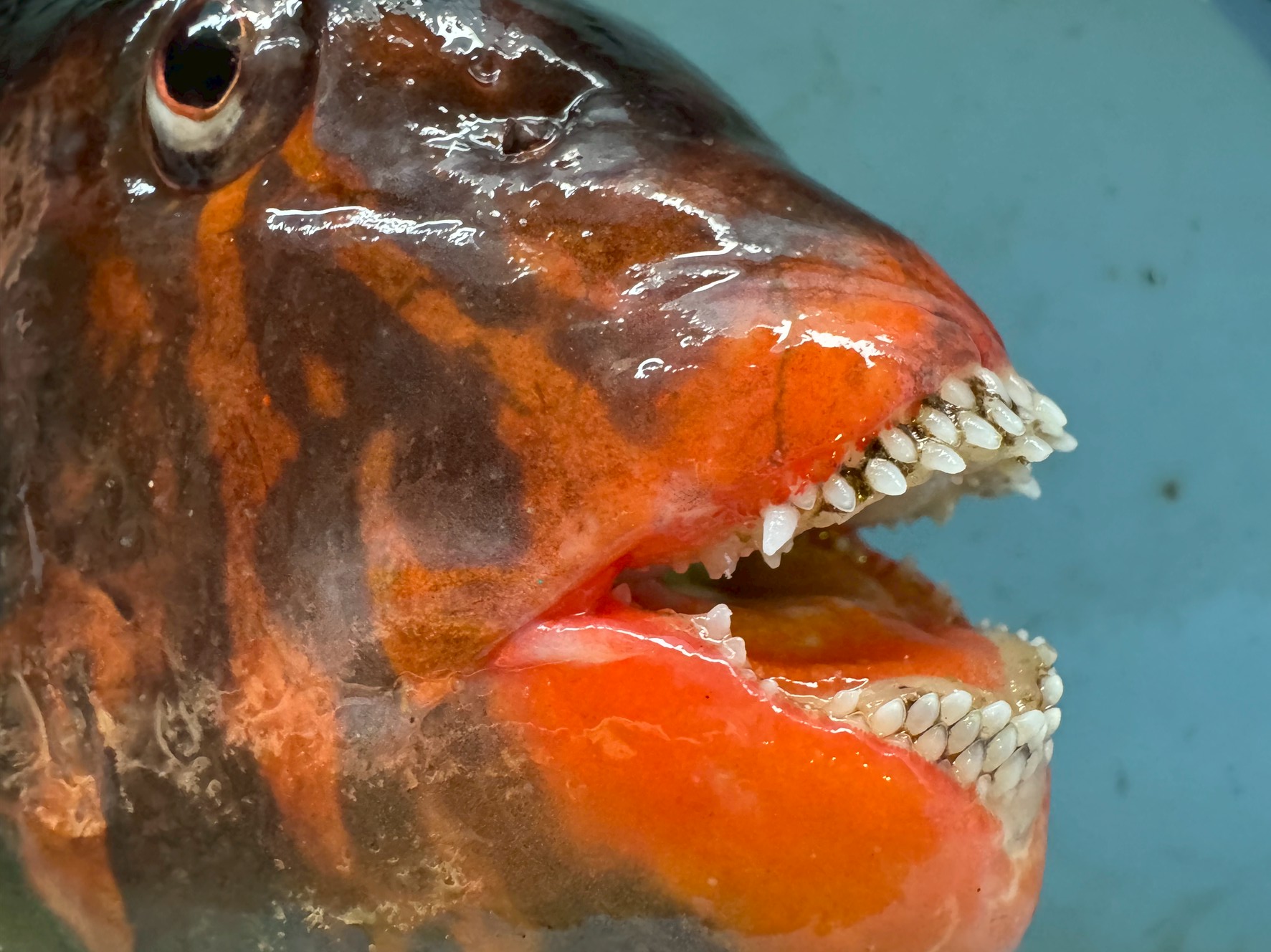 イガミ(ブダイ)の歯がすごい! その驚きの秘密とは?釣太郎