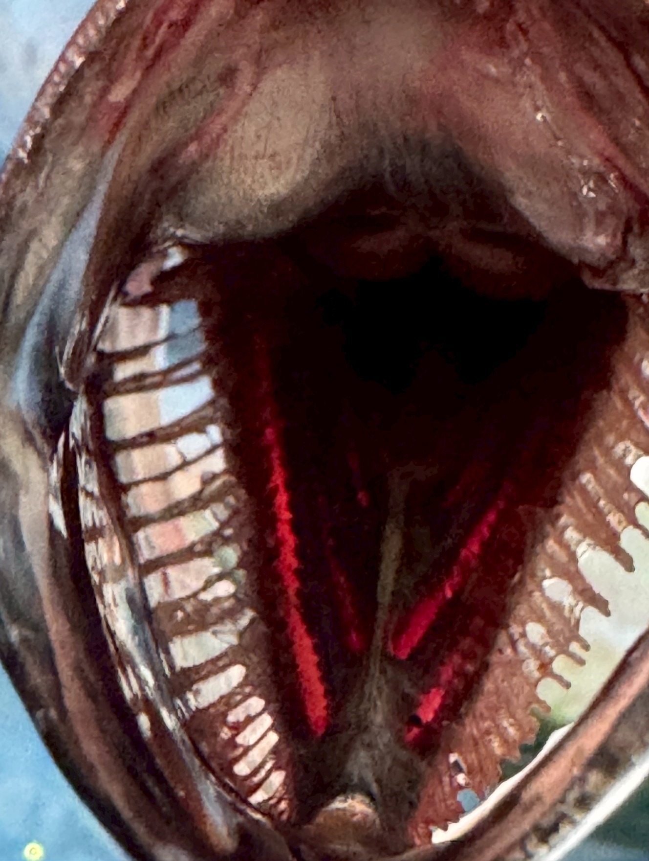 サバは回遊魚なので、群れが入ってくればチャンスです。時期： 暖かい時期（夏～秋）はゴマサバ、寒い時期（冬～春）はマサバが狙い目です。釣太郎