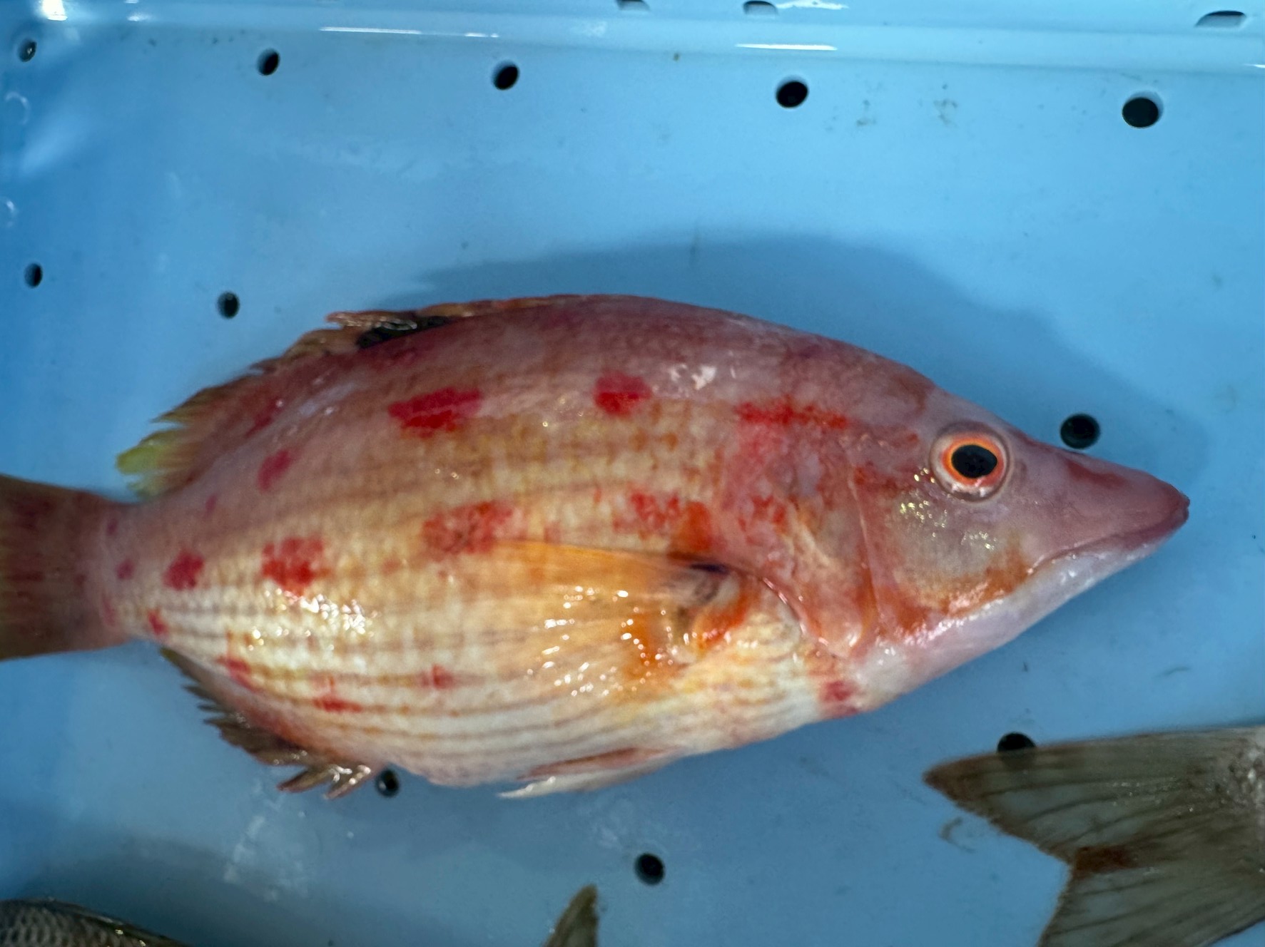 キツネダイの特徴と生態を徹底解説｜南紀でも釣れる赤斑模様の美魚とその食味。釣太郎