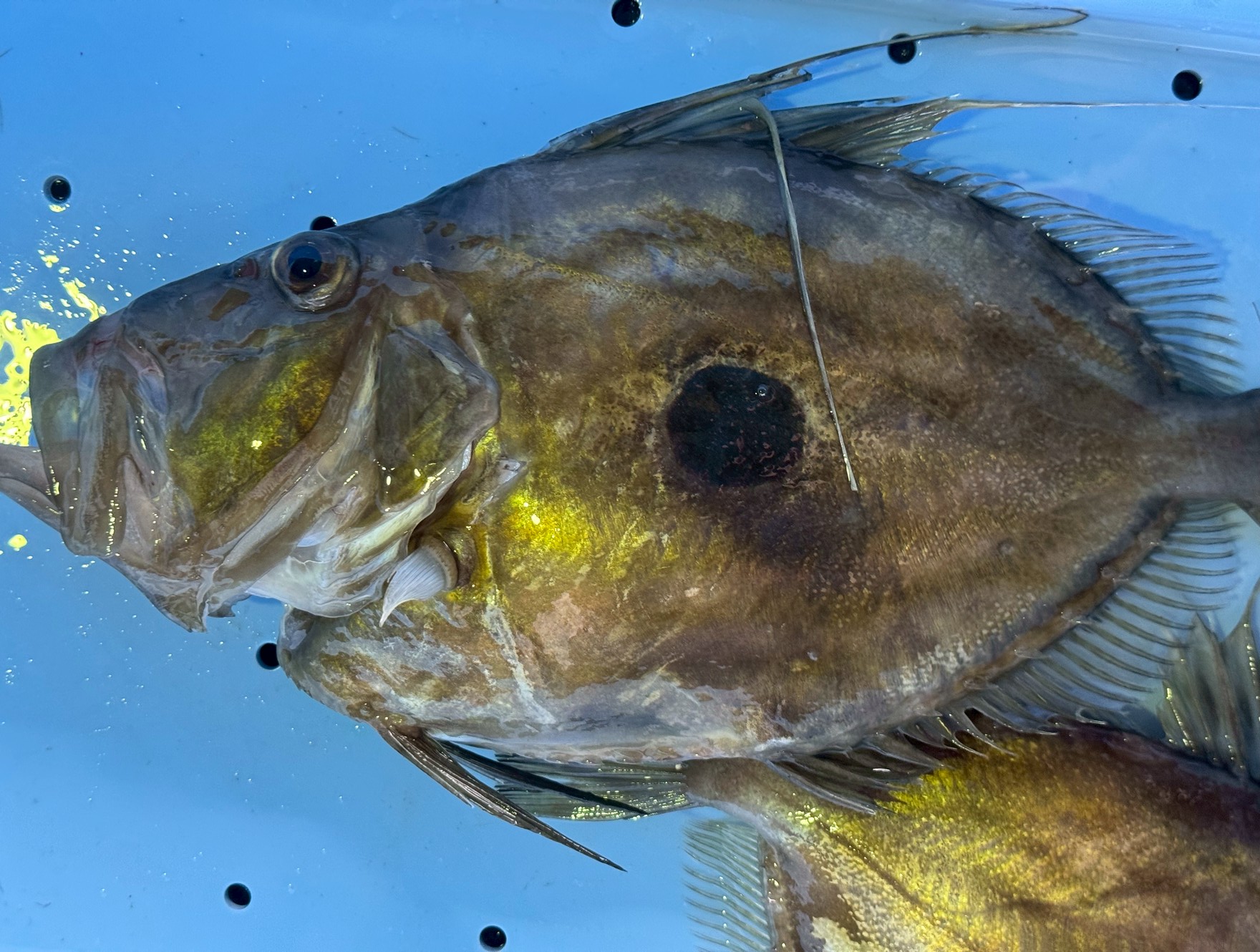 マトウダイ（英名 John Dory、学名 Zeus faber）について、釣り人目線からも専門的に深堀りした解説です。釣太郎