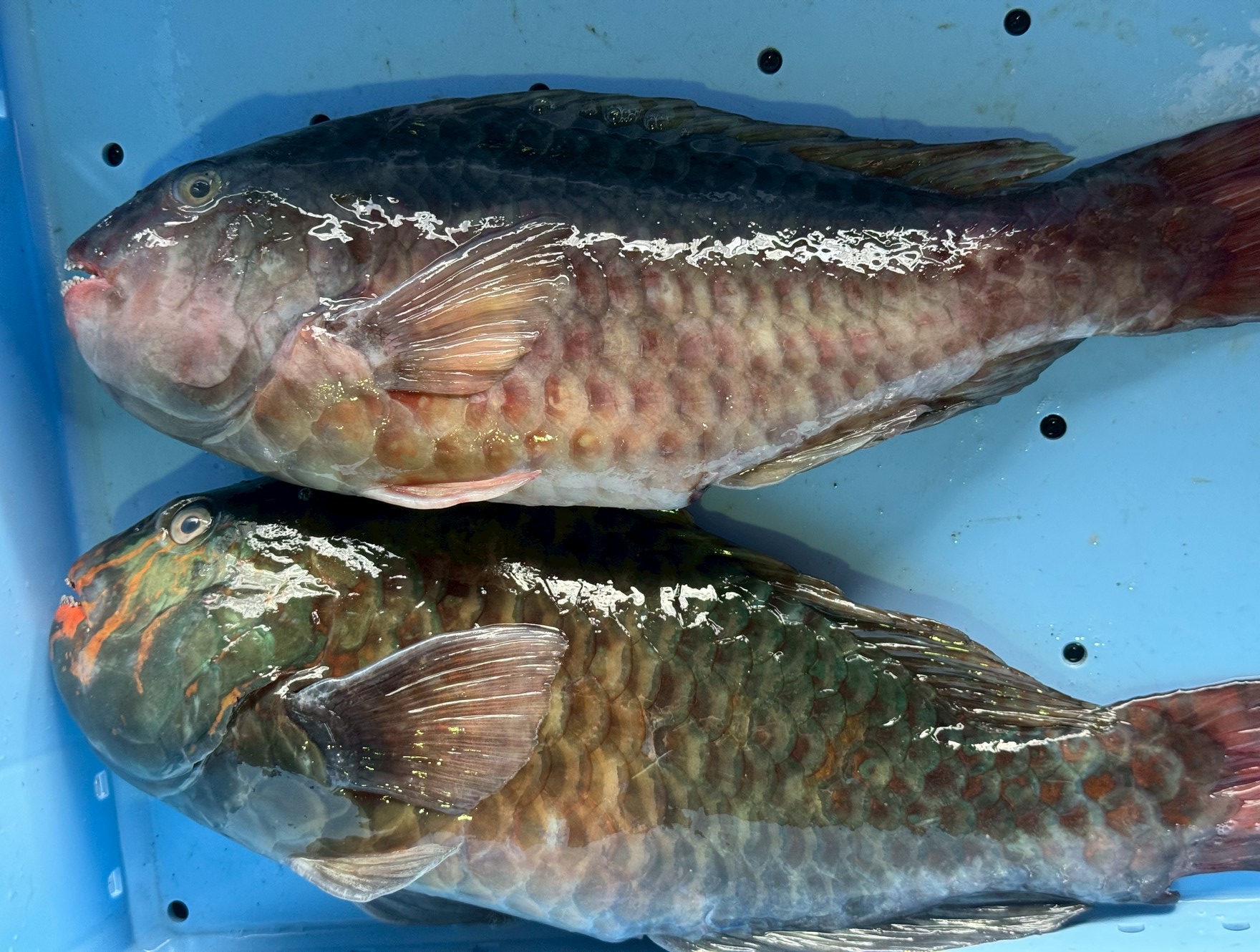 ブダイ（イガミ）赤と青の違い｜色の理由と味の特徴を徹底解説。釣太郎