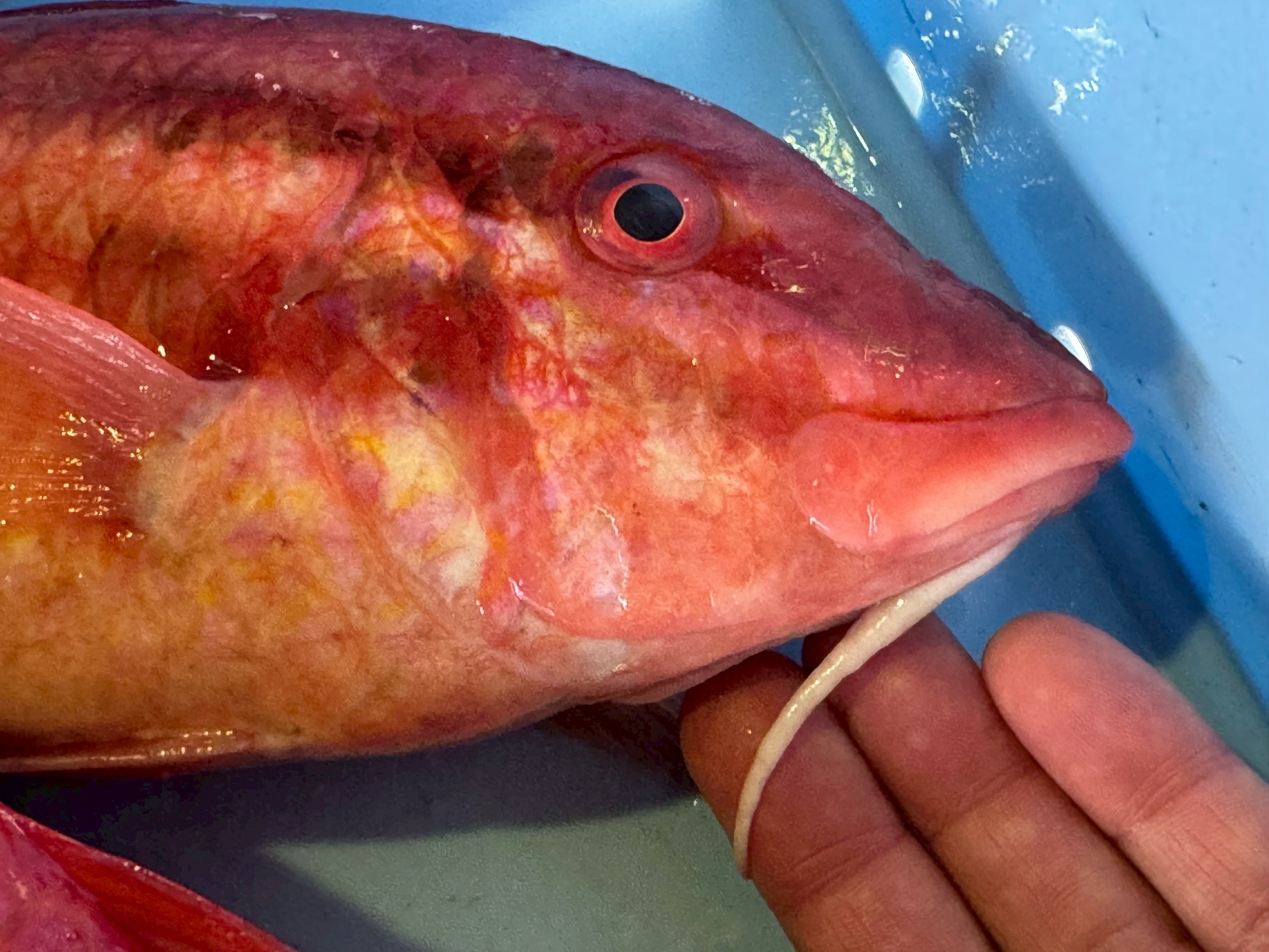 メンドリ(オジサン)のひげは、砂底での生存に欠かせない高感度センサー。見た目のインパクトだけでなく、釣りや食文化でも魅力あふれる魚です。釣太郎