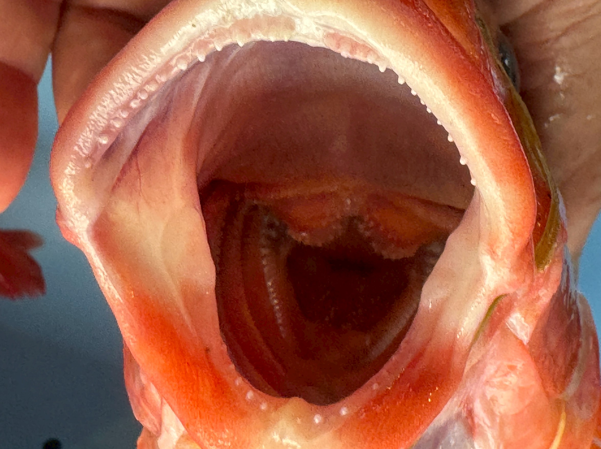 メンドリ（オジサン）は、顎の歯がない代わりに、ヒゲを使って海底の砂の中を探ります。見つけた獲物をそのまま吸い込み、口の奥の咽頭歯ですりつぶして捕食します。釣太郎