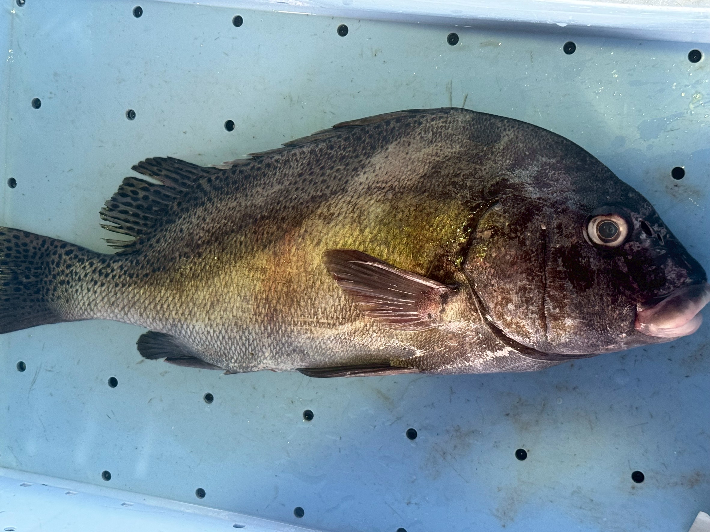 コショウダイ完全解説｜コロダイそっくりの高級魚・釣り人必見の特徴と生態・味の魅力。釣太郎