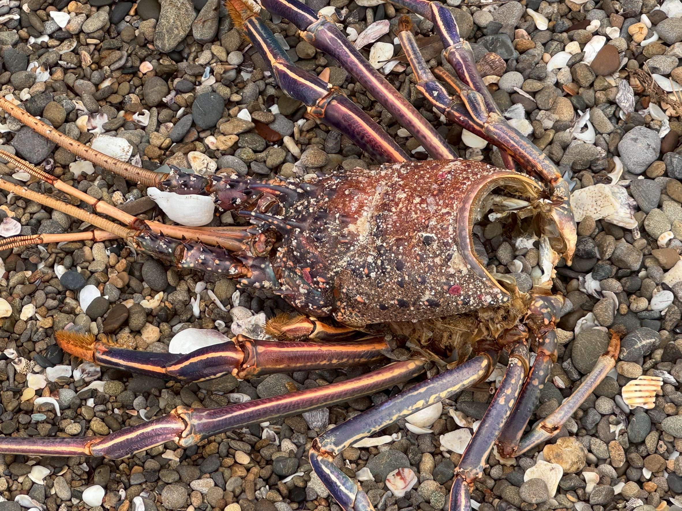 イセエビの頭殻はどれくらいでなくなる？ A: 軟組織は数日、殻の破片化は1〜3ヶ月、完全に目立たなくなるまで6〜24ヶ月が目安（環境次第）。釣太郎