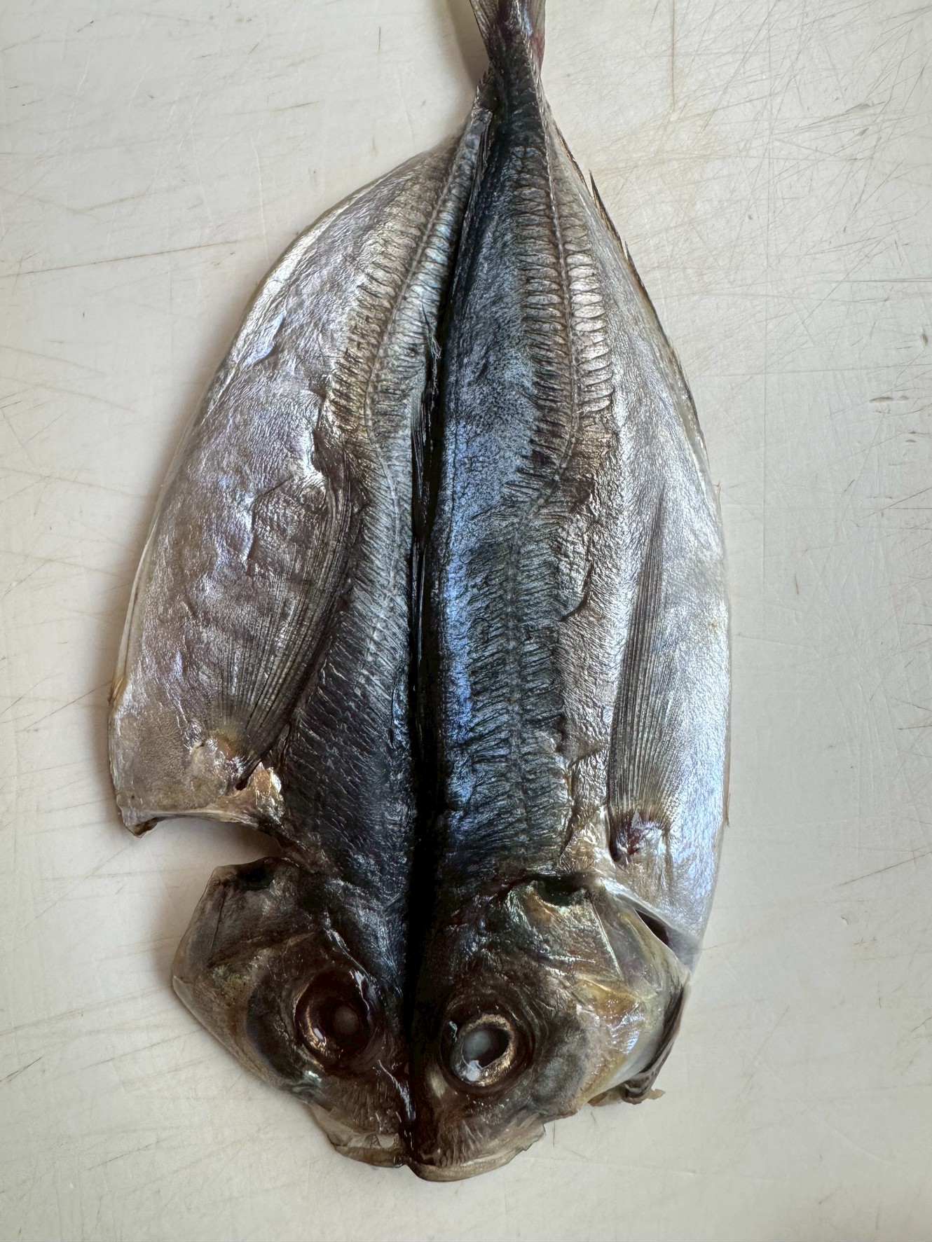 アジの開きは同じ見た目でも冷凍回数＝旨味の差です。一般流通品：2〜3回冷凍 → 旨味減少 ・港町直売・釣り人直送：冷凍ゼロ → 旨味MAX.釣太郎