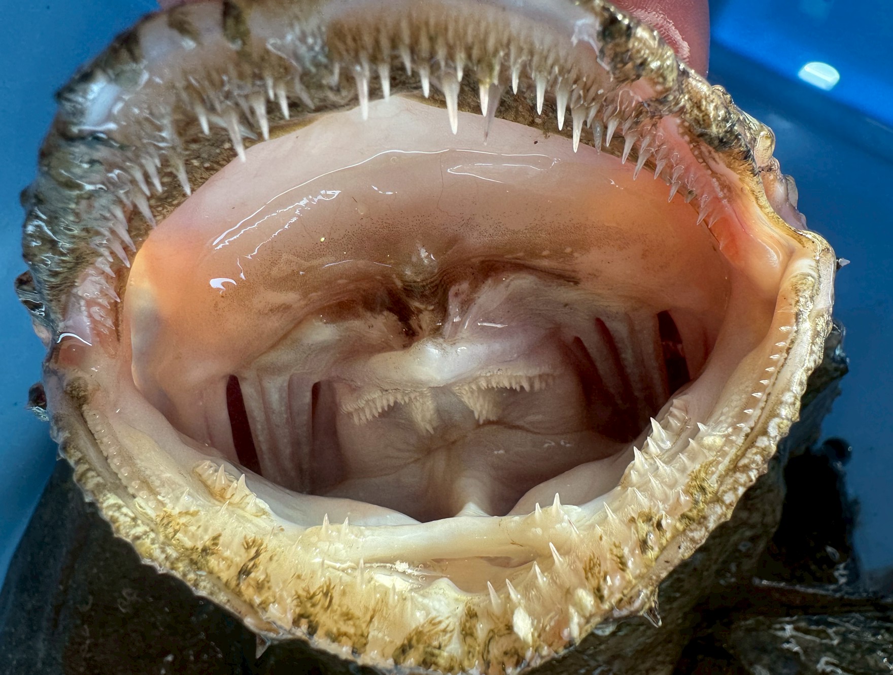 アンコウの口はまるで怪物！恐怖すら覚える構造と驚きの生態を徹底解説。釣太郎