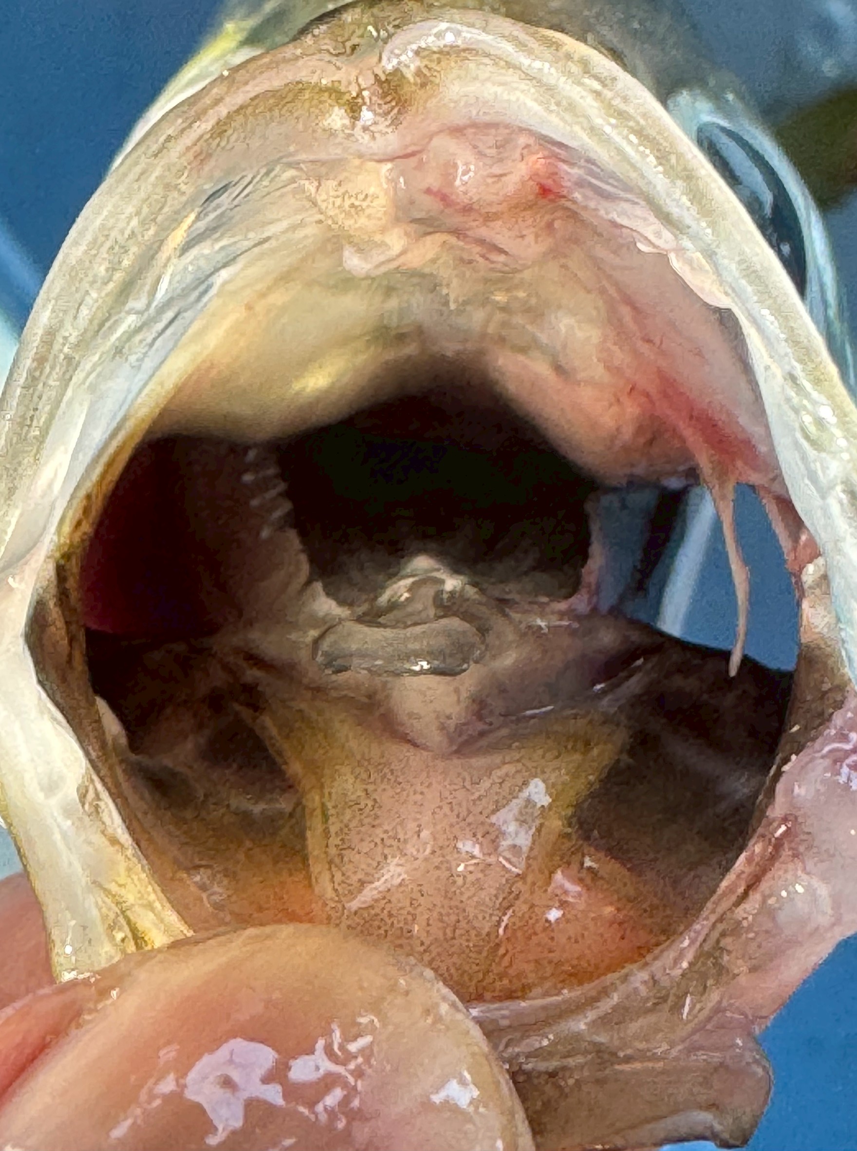 魚のアジの口の中は、このように歯が細かく、ザラザラしています。これは、主に動物プランクトンや小魚などを捕食するためです。釣太郎