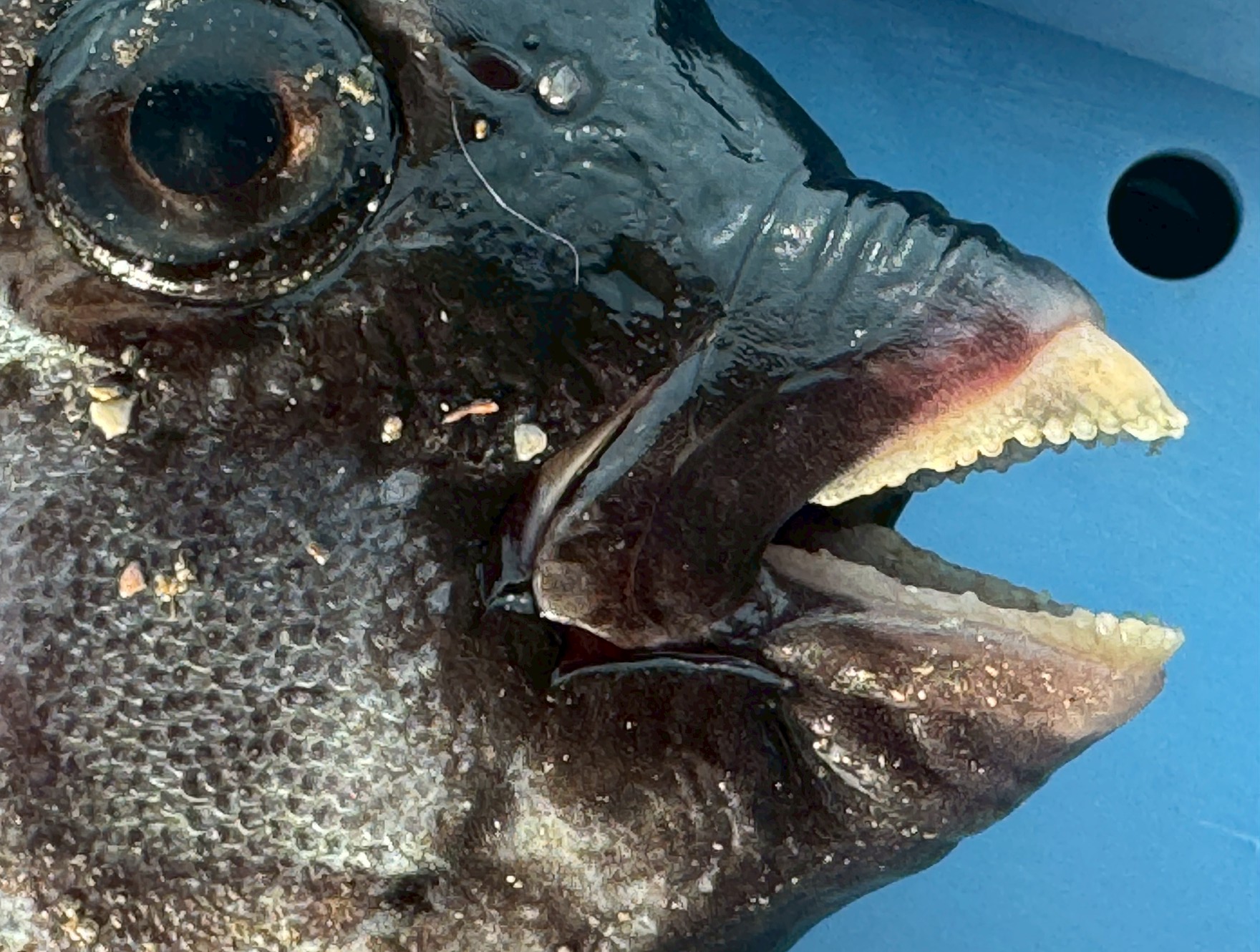 石鯛の口。これでウニをバリバリ割って食べる。口の中は異常に硬く、横（カンヌキ）しか釣り針が刺さらないため、早合わせは禁物。釣太郎