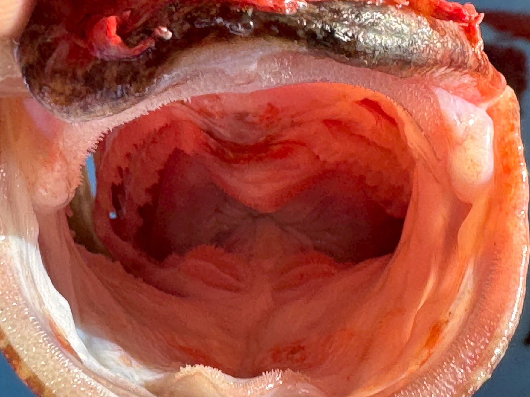 オニカサゴ（オコゼガシラ）口腔内は広く、瞬時に海水ごと獲物を吸い込む「サクションフィーディング」方式 ・奥には細かい歯が並び、小魚や甲殻類をがっちり捕らえる・喉奥まで筋肉が発達し、強力な陰圧を発生させることで一瞬で捕食。釣太郎