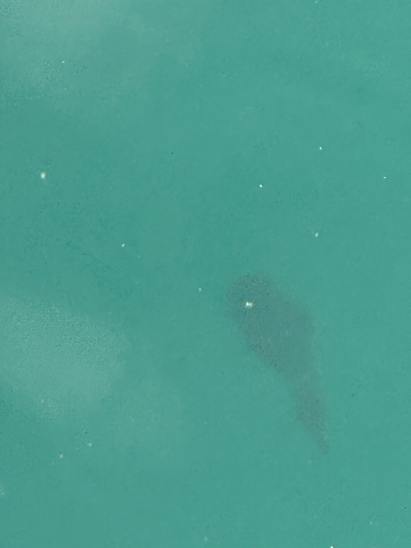 みなべ店前堤防でアオリイカ新子を発見!9月22日(月)200gサイズが回遊中.釣太郎