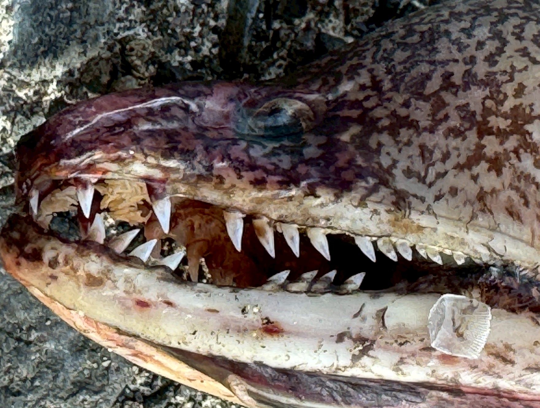 ウツボは・生きている時より死後に歯の鋭さが際立つ・噛まれると血まみれになるほど危険・死骸でも油断できない強靭な顎という特徴を持つ魚.釣太郎