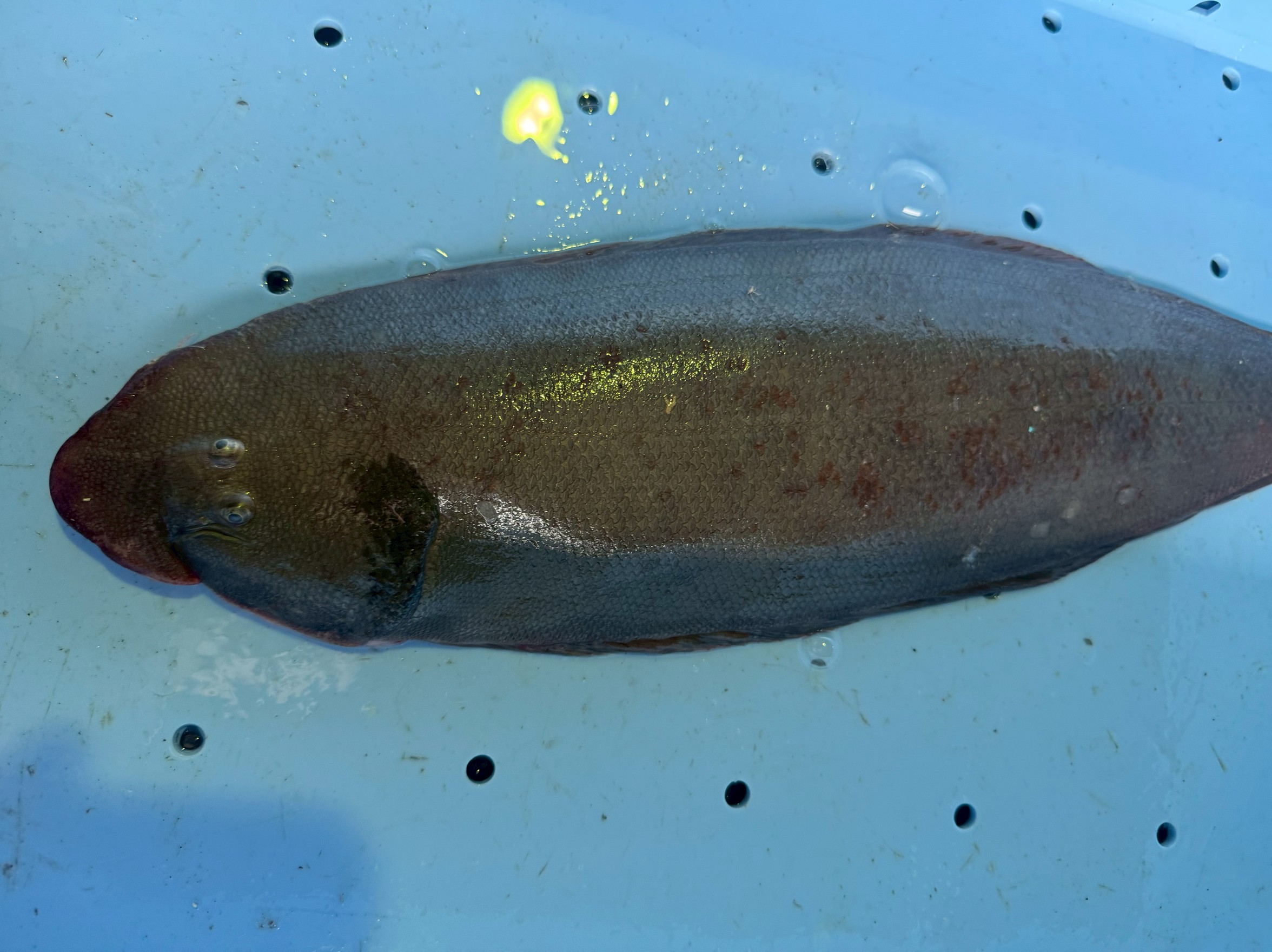 舌平目（ウシノシタ）は、日本では下魚扱いながら、 フランスでは高級魚として食文化の象徴にまで昇華した存在。釣太郎